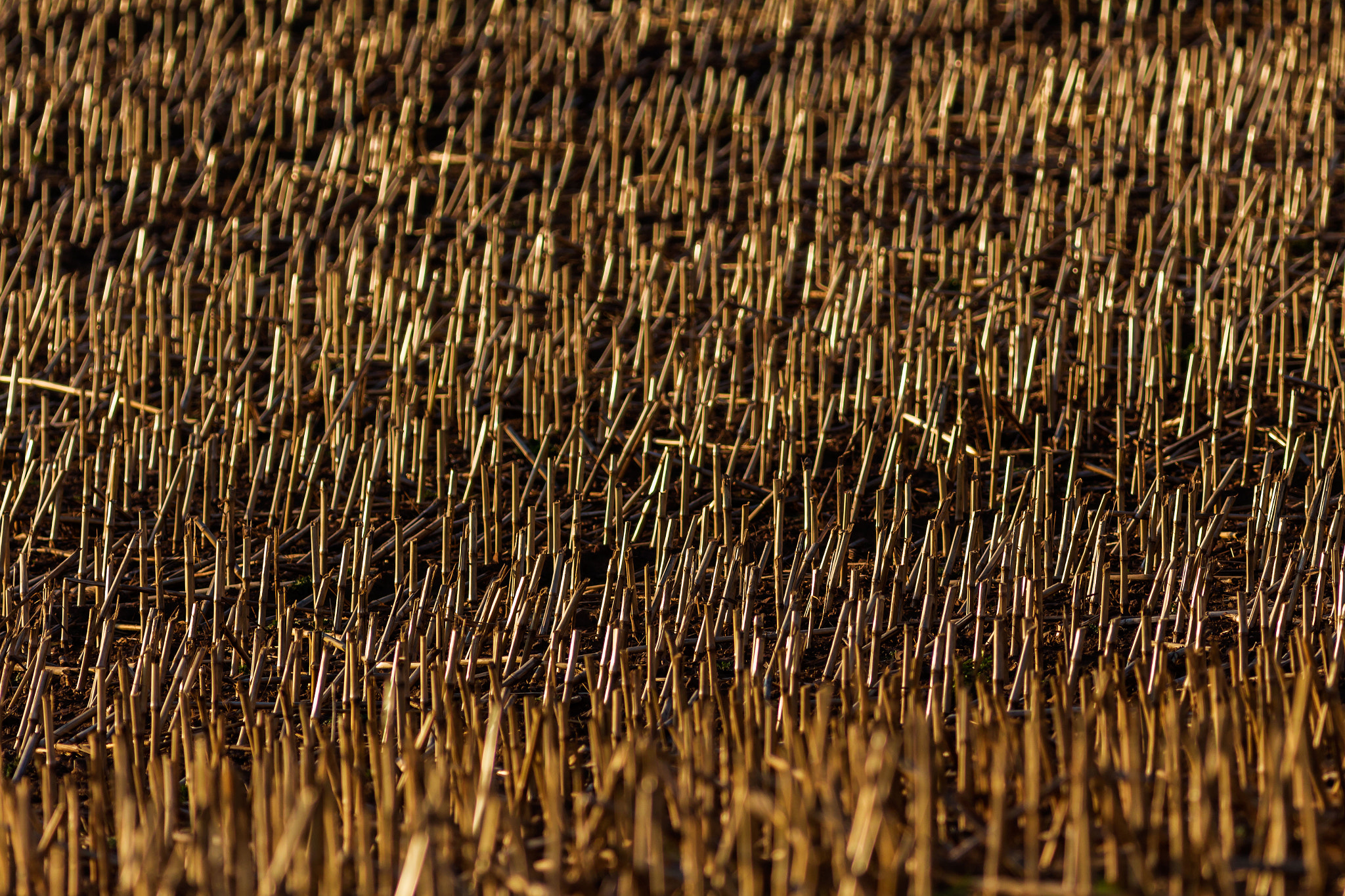 Canon EOS 700D (EOS Rebel T5i / EOS Kiss X7i) + Canon EF 400mm F5.6L USM sample photo. Evening field photography