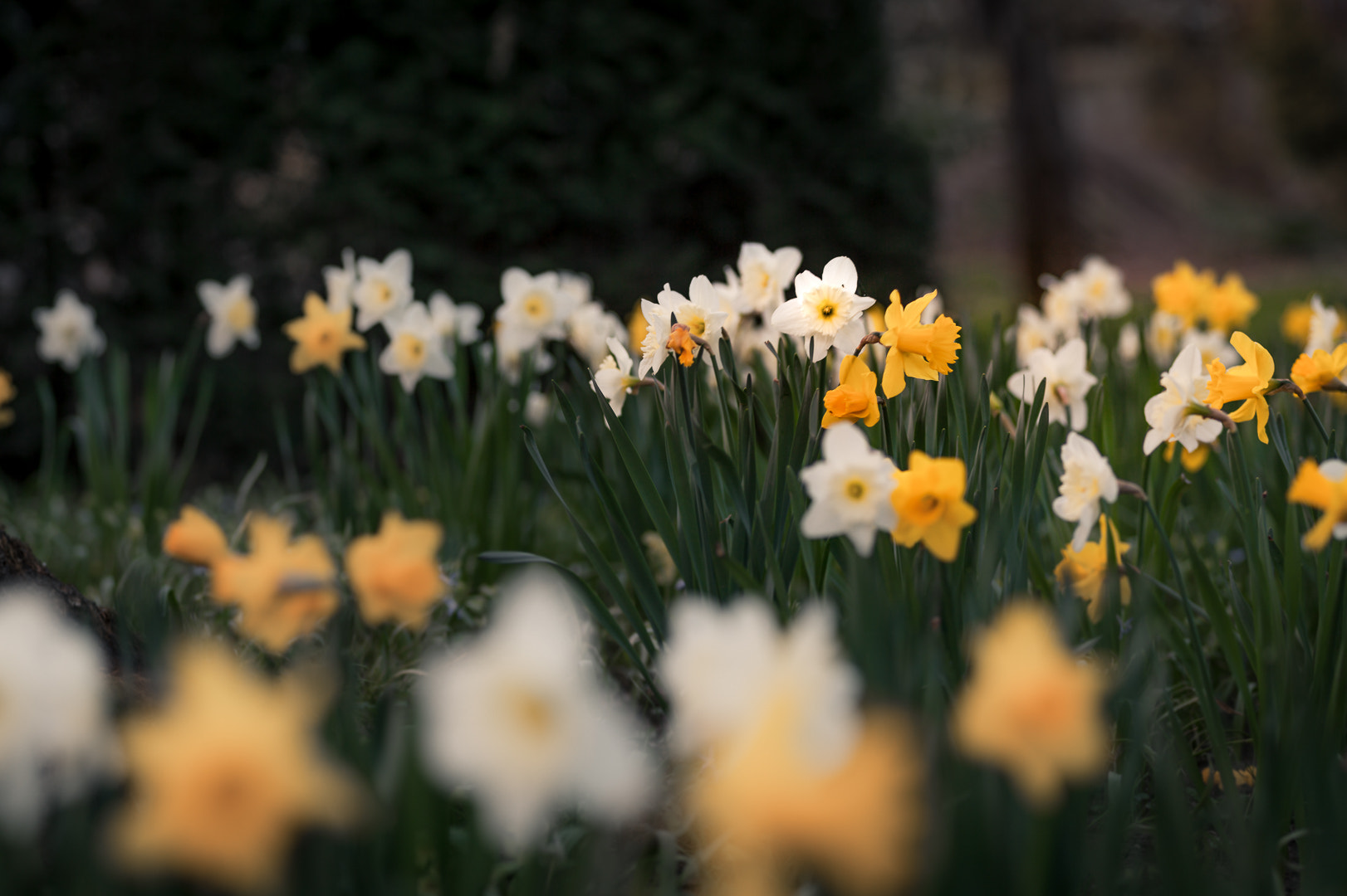 Pentax smc D-FA 100mm F2.8 macro sample photo. Spring photography