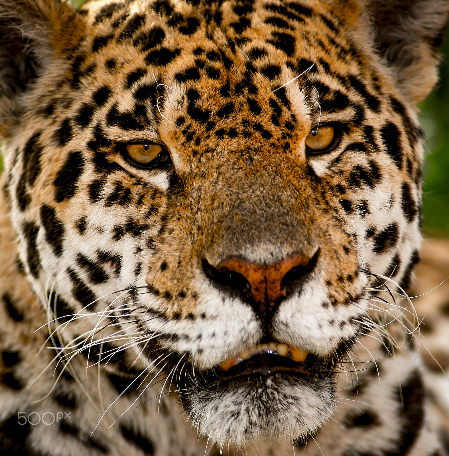 AF Nikkor 180mm f/2.8 IF-ED sample photo. Jaguar portrait photography