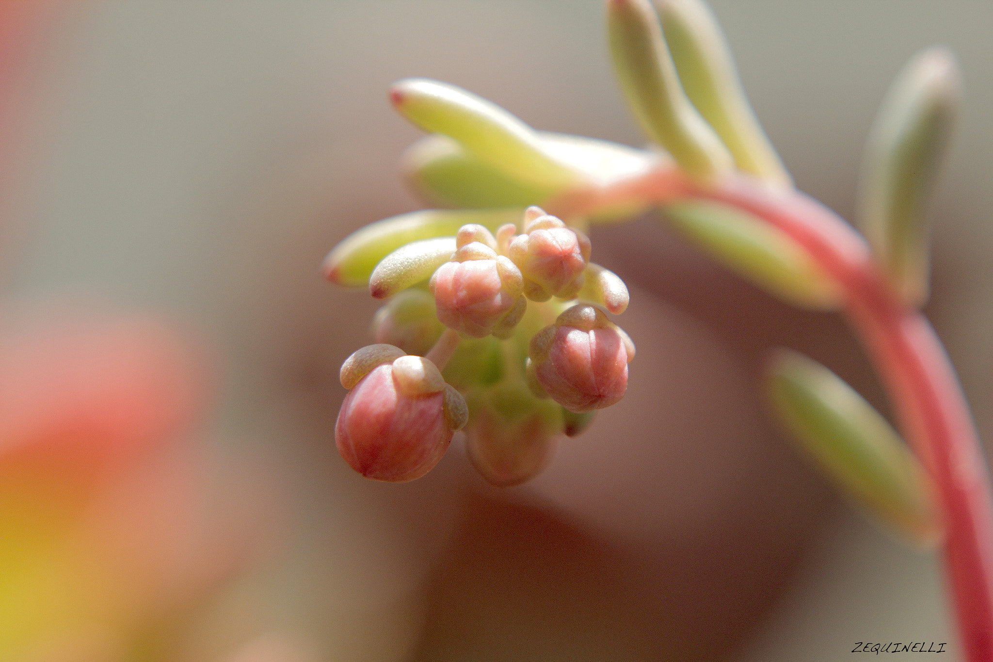 Sigma 28-80mm f/3.5-5.6 II Macro sample photo. Naciendo una y otra vez photography