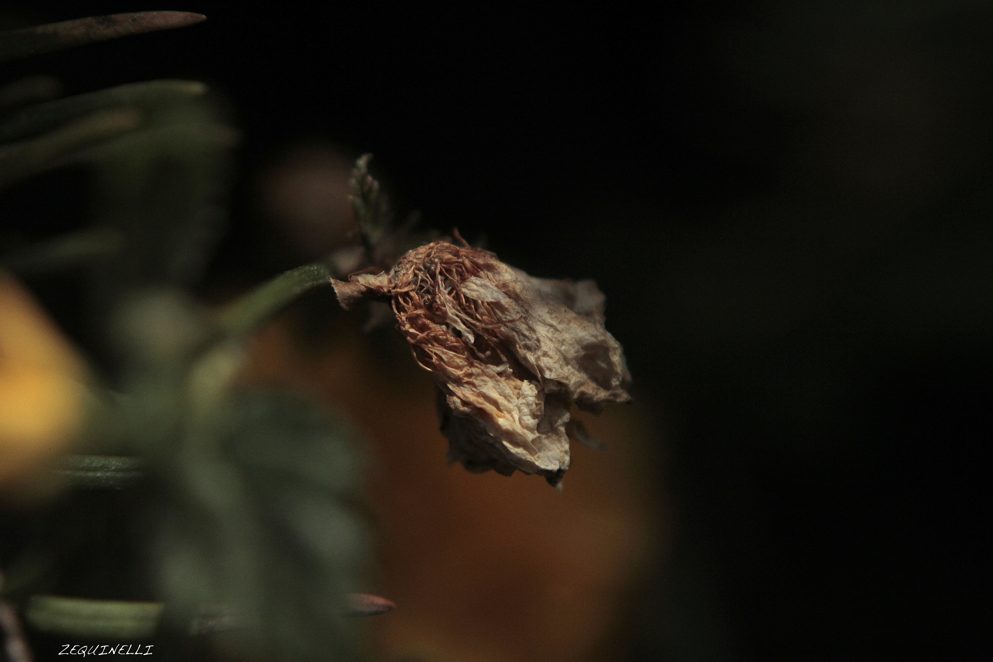 Sigma 28-80mm f/3.5-5.6 II Macro sample photo. Morir photography