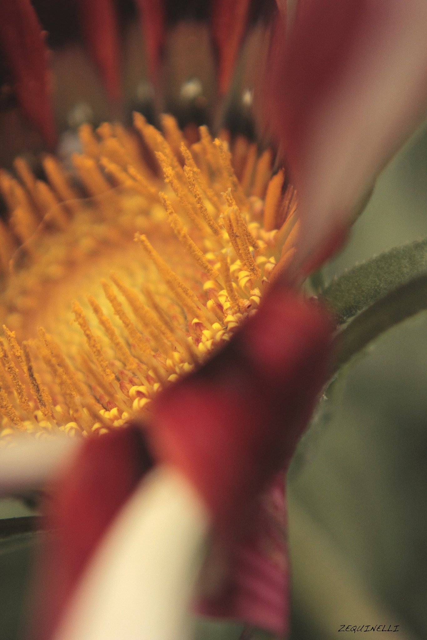 Sigma 28-80mm f/3.5-5.6 II Macro sample photo. Pedazo de mi cuerpo photography