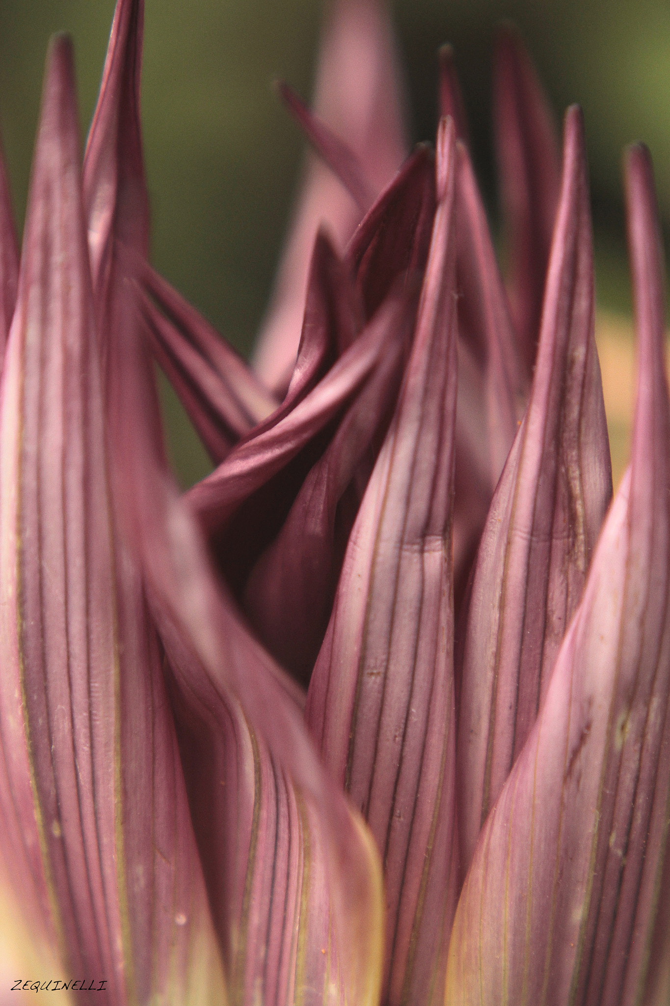 Sigma 28-80mm f/3.5-5.6 II Macro sample photo. Historias incompletas photography