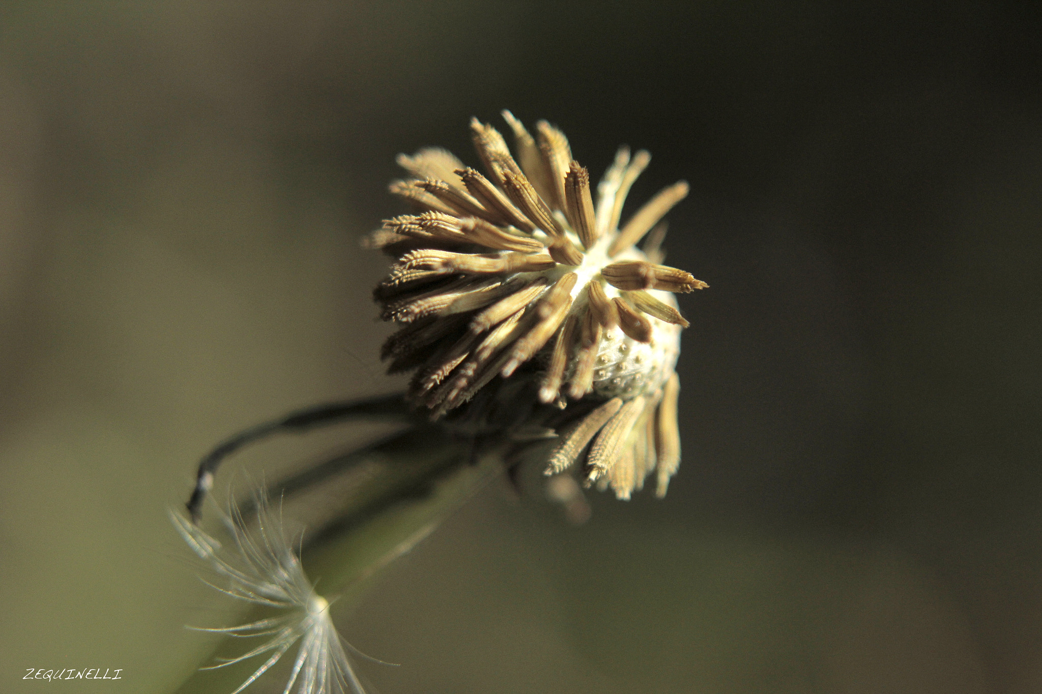 Sigma 28-80mm f/3.5-5.6 II Macro sample photo. Losing my skin photography