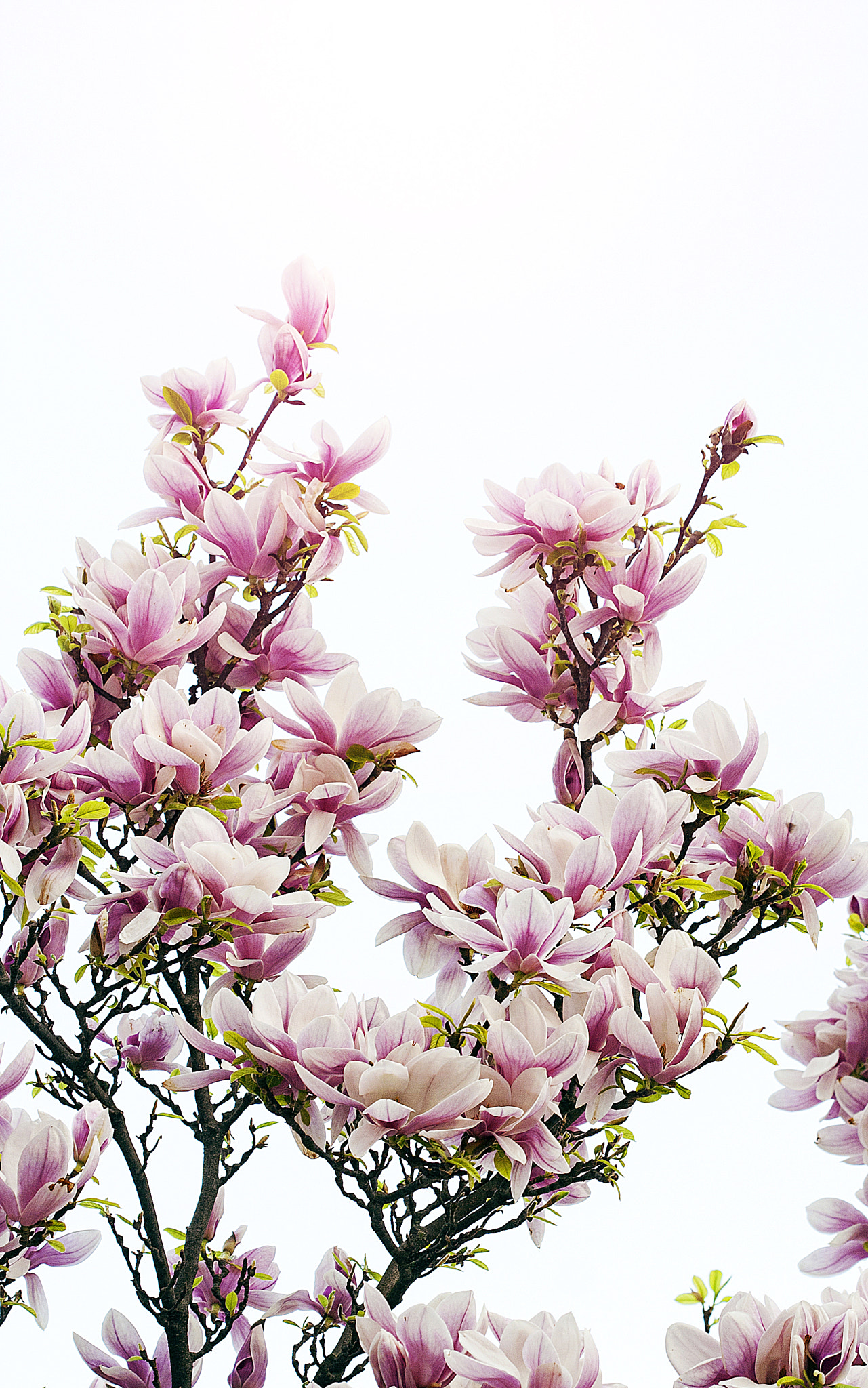 Canon EF 100mm F2.8 Macro USM sample photo. Magnolia minimal photography