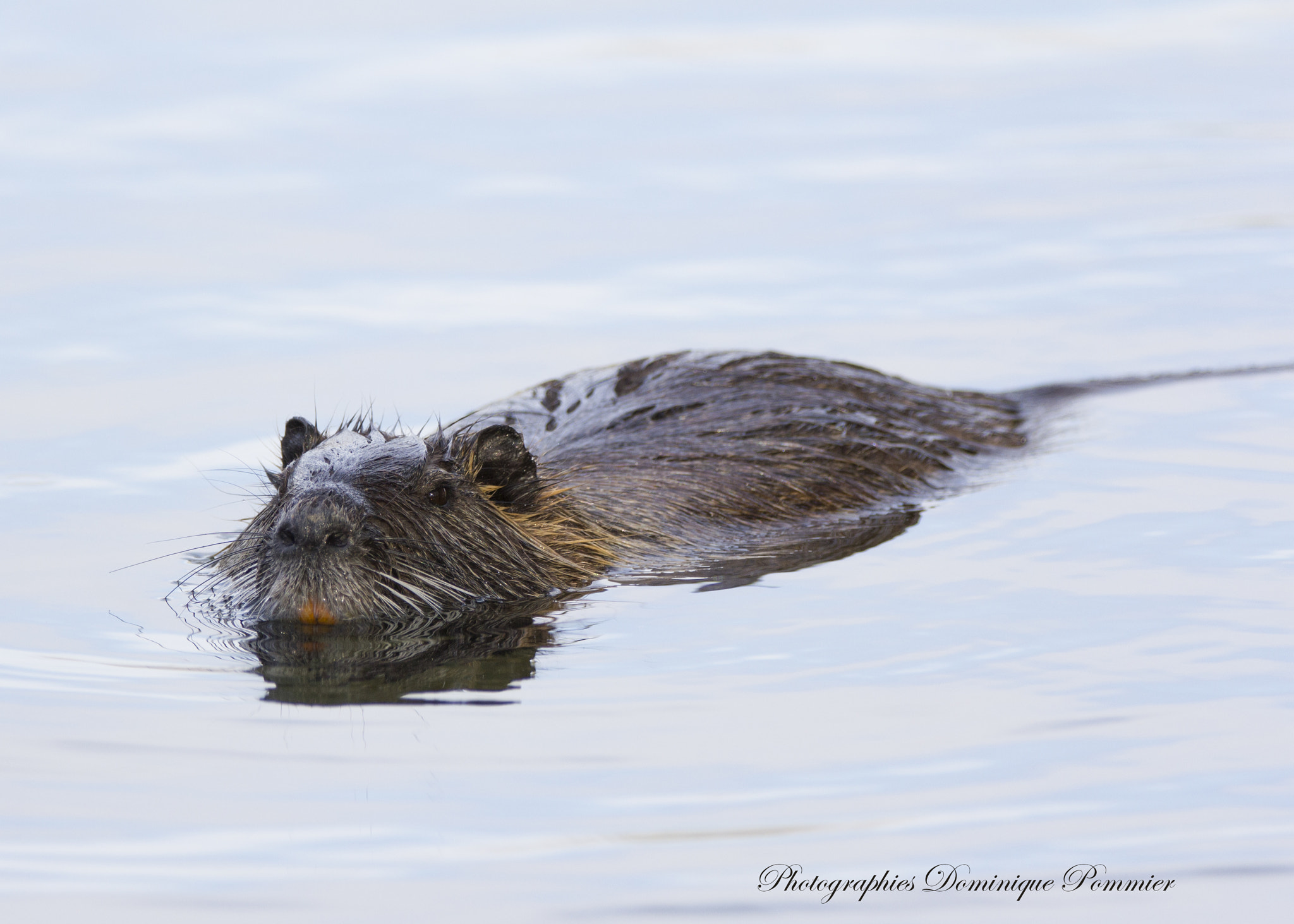 Canon EF 70-200mm F2.8L IS II USM sample photo. Ragondin photography