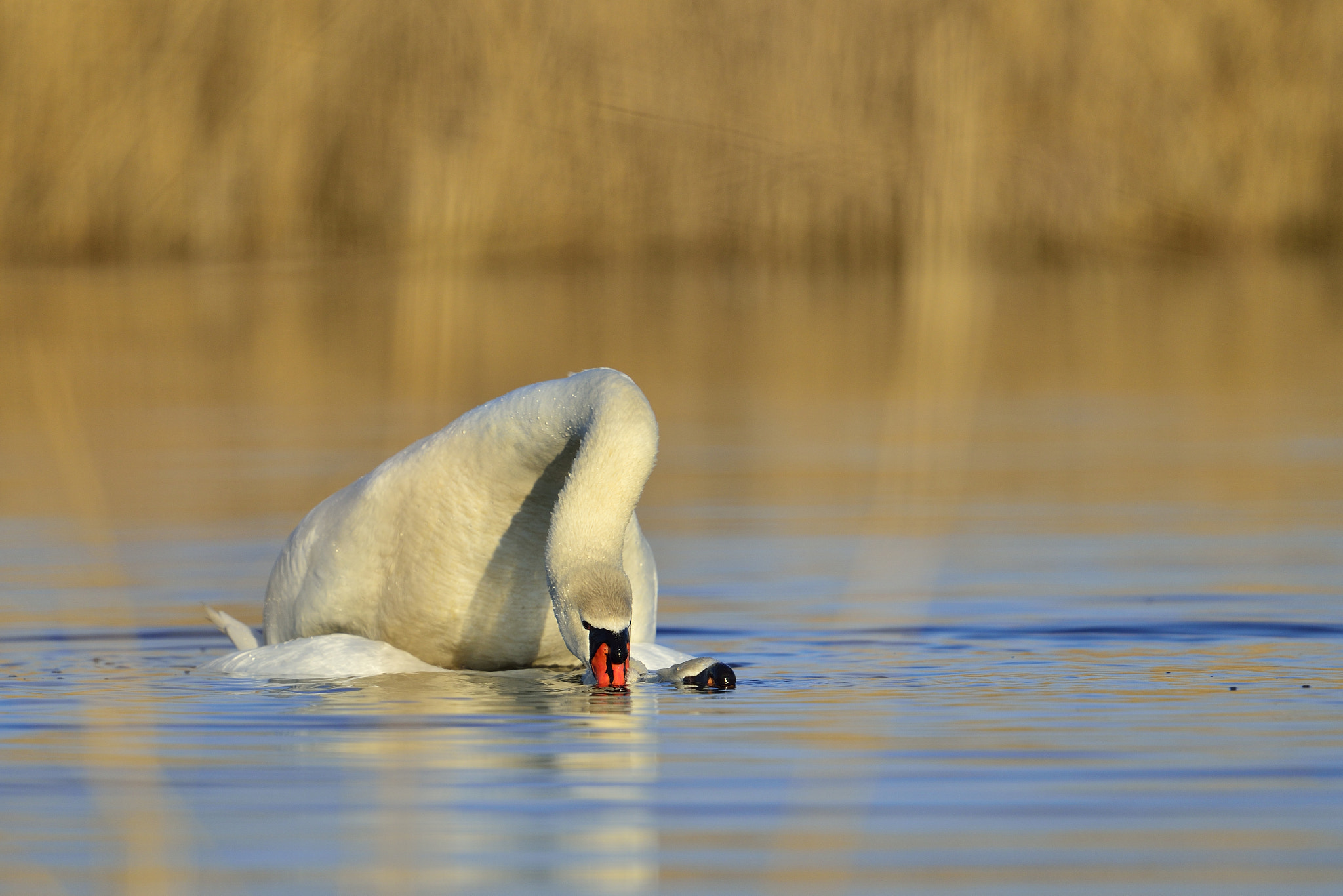 Nikon AF-S Nikkor 600mm F4G ED VR sample photo. Hard work photography