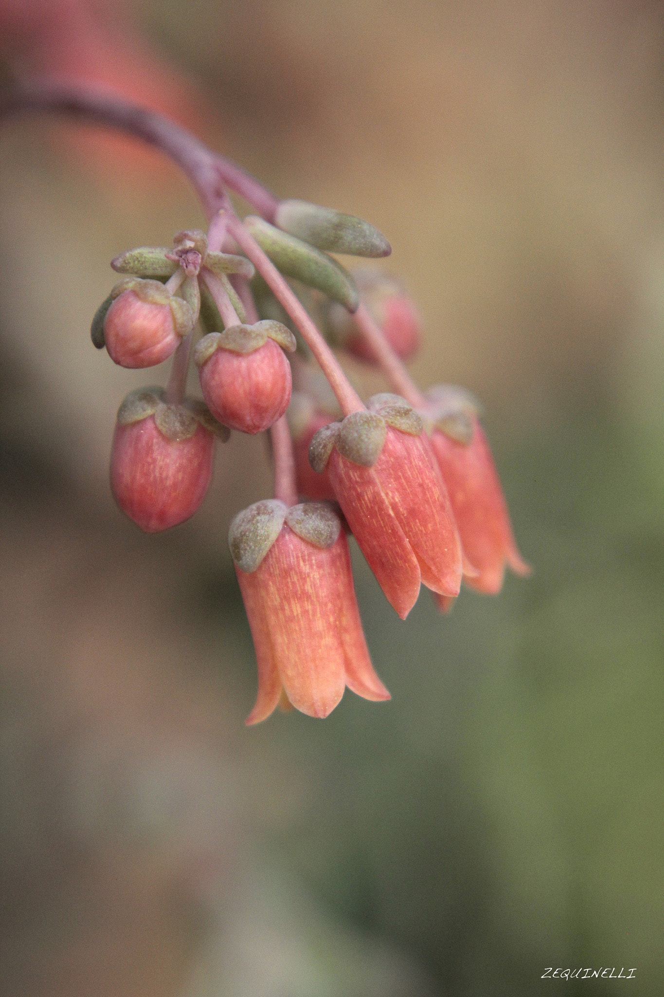 Sigma 28-80mm f/3.5-5.6 II Macro sample photo. Canto photography