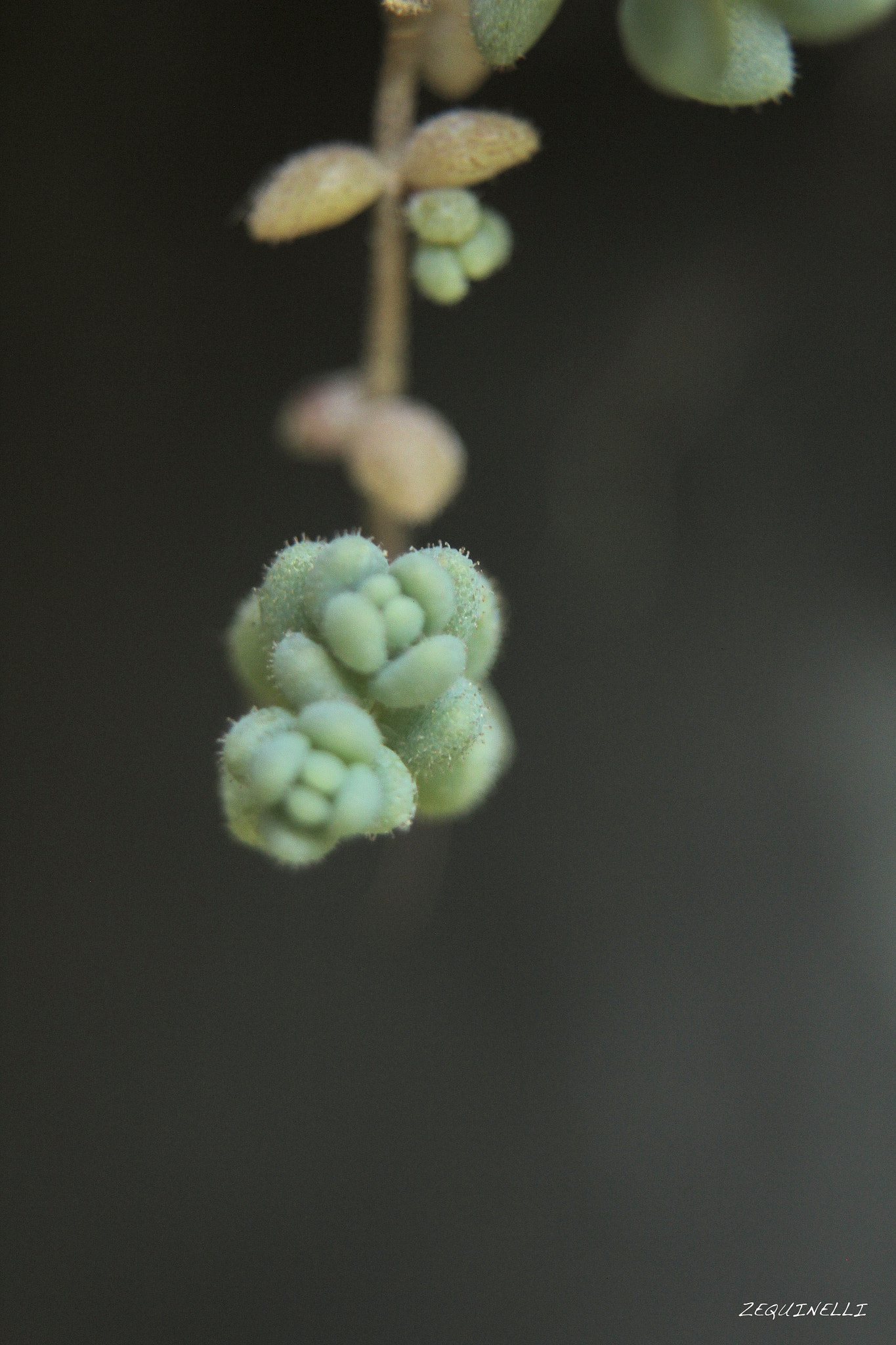 Sigma 28-80mm f/3.5-5.6 II Macro sample photo. Pequeñas traviesas photography