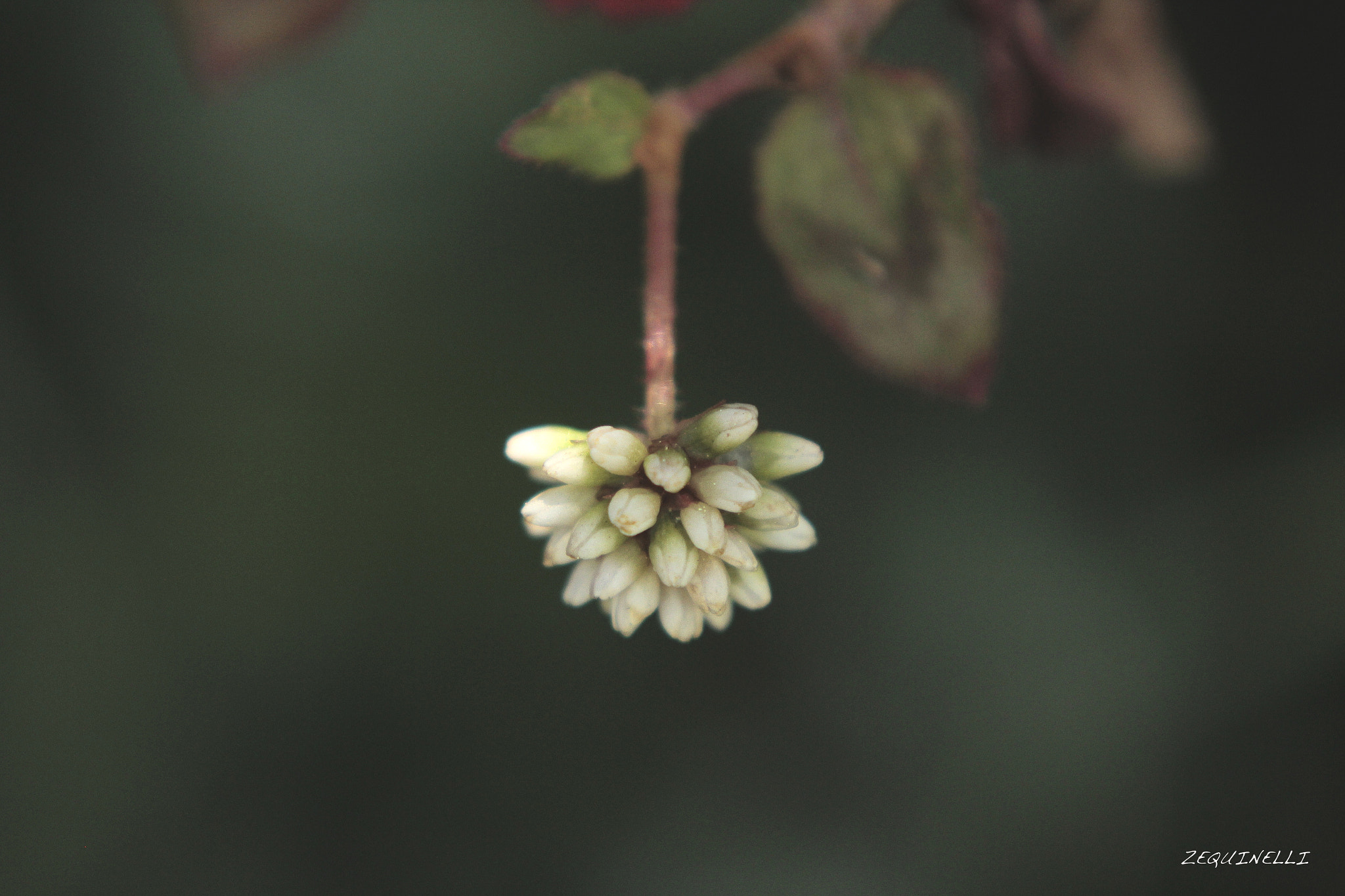 Sigma 28-80mm f/3.5-5.6 II Macro sample photo. Sujetame photography