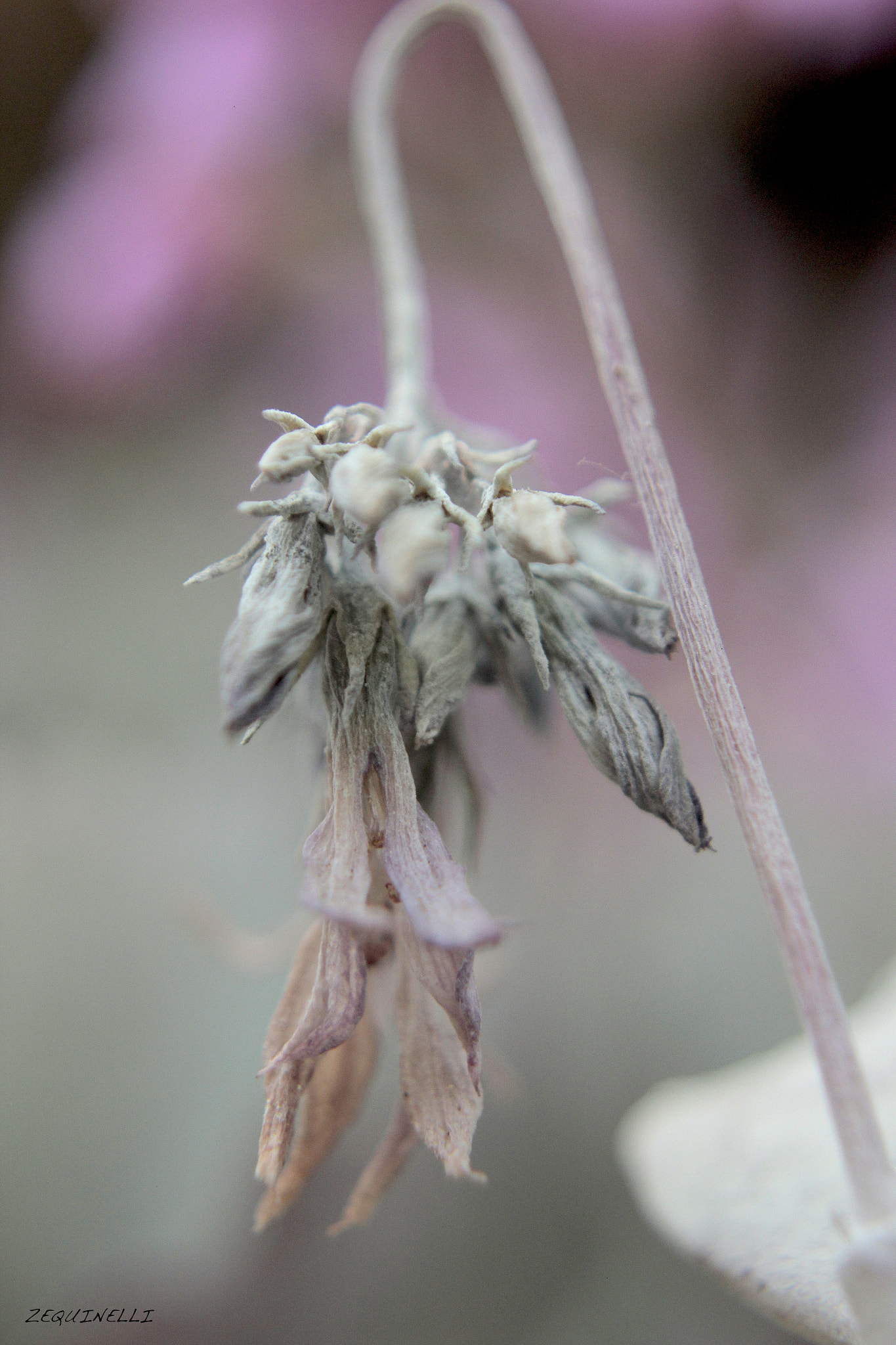 Sigma 28-80mm f/3.5-5.6 II Macro sample photo. Bella photography