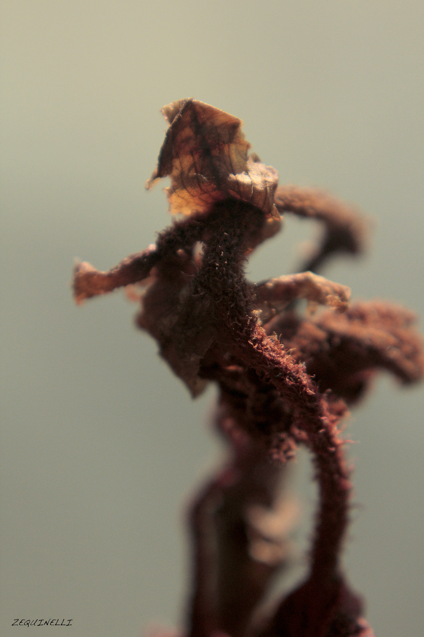 Sigma 28-80mm f/3.5-5.6 II Macro sample photo. Bailarina photography