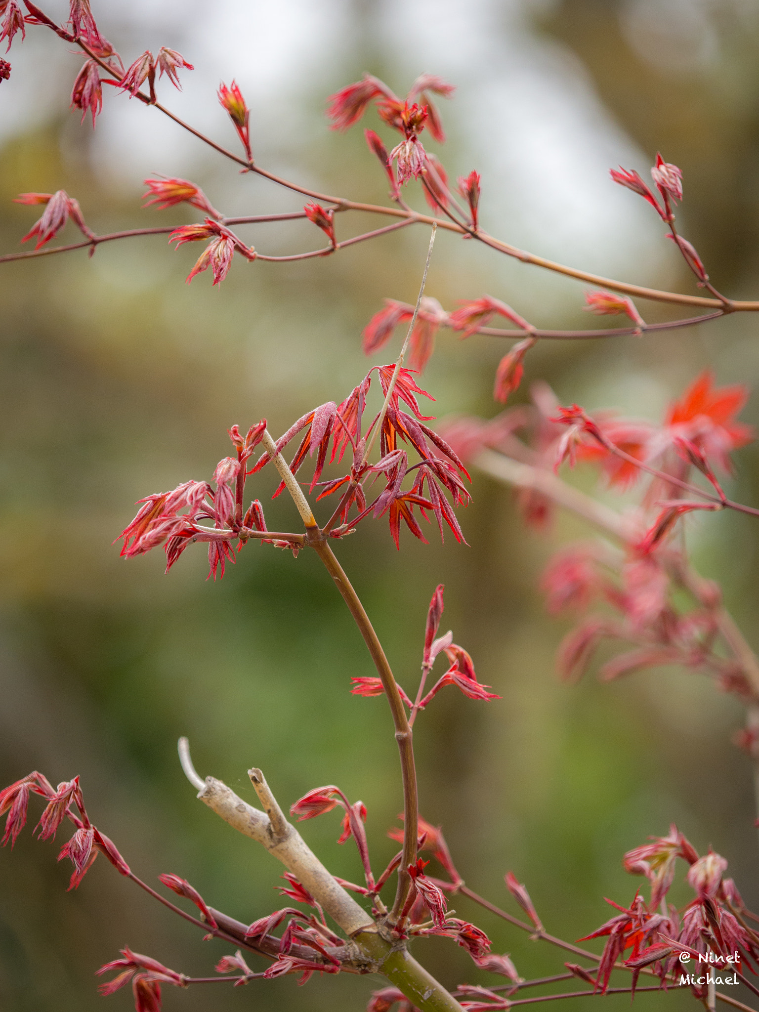 Olympus OM-D E-M10 + Olympus M.Zuiko Digital ED 40-150mm F2.8 Pro sample photo. Flower photography