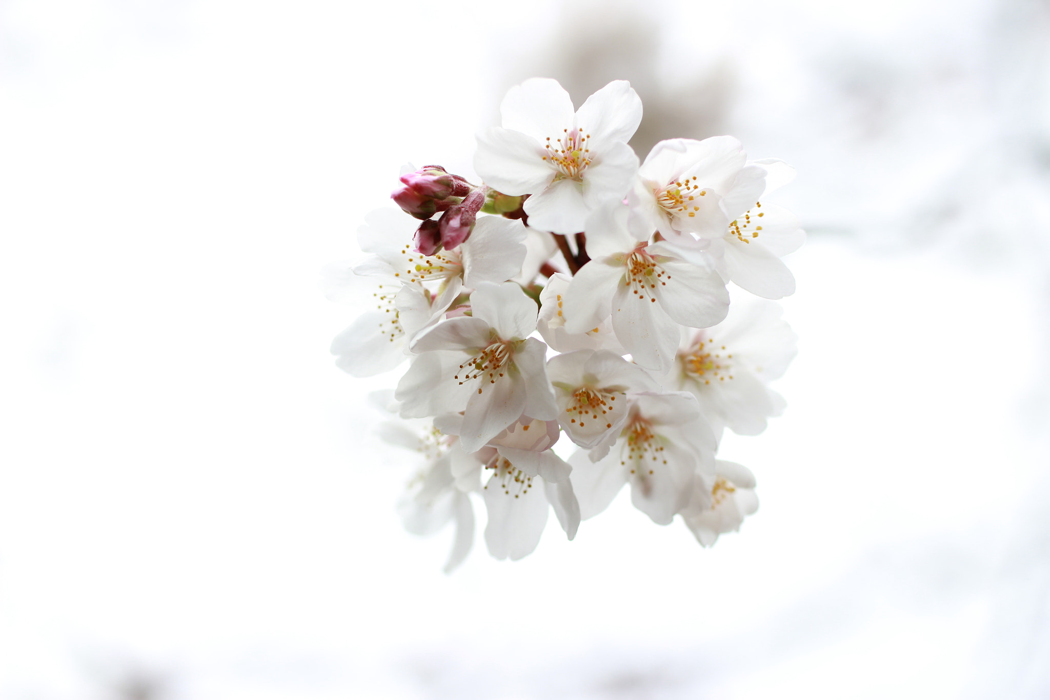 Tamron SP AF 60mm F2 Di II LD IF Macro sample photo. Cherry flower photography