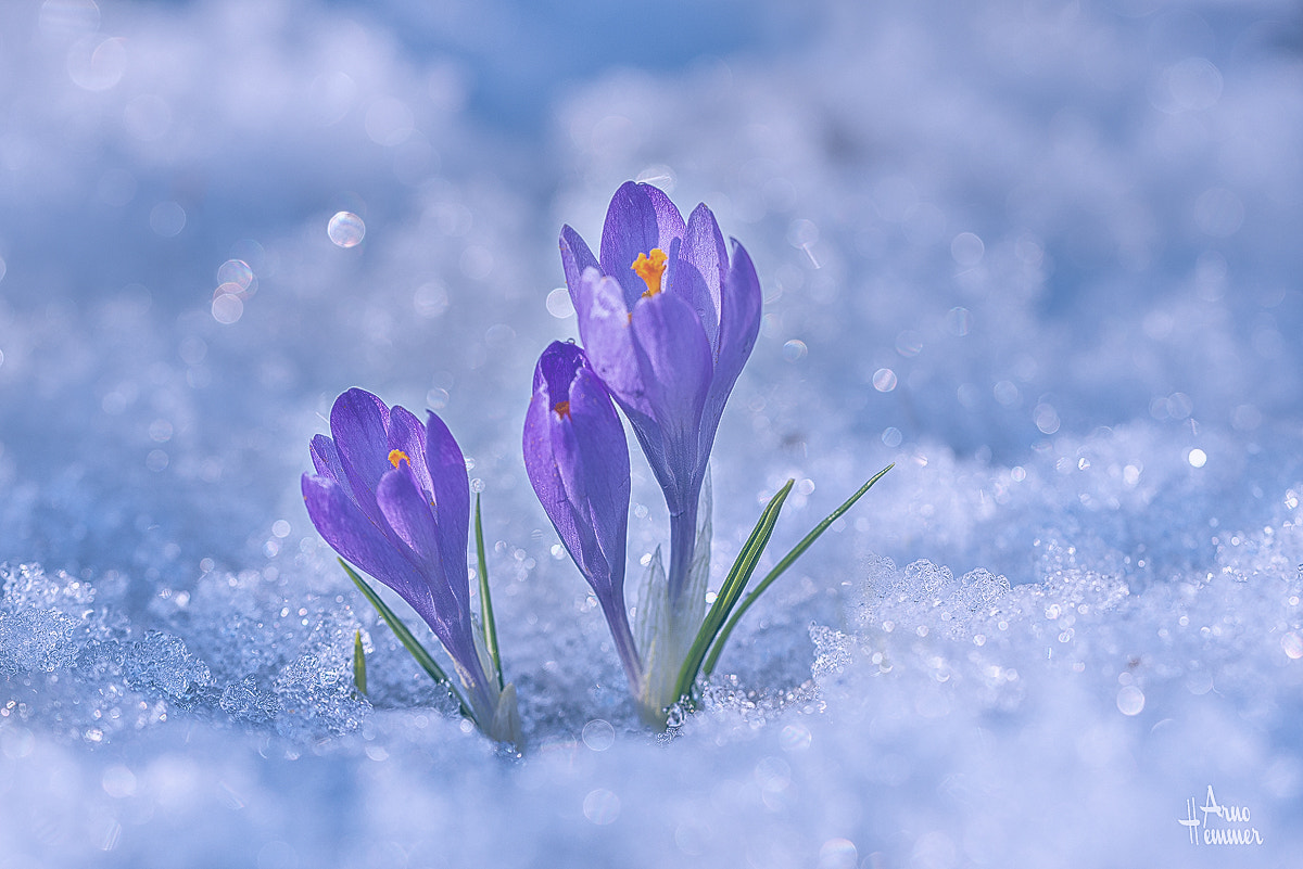 Sigma 150mm F2.8 EX DG OS Macro HSM sample photo. Cold photography