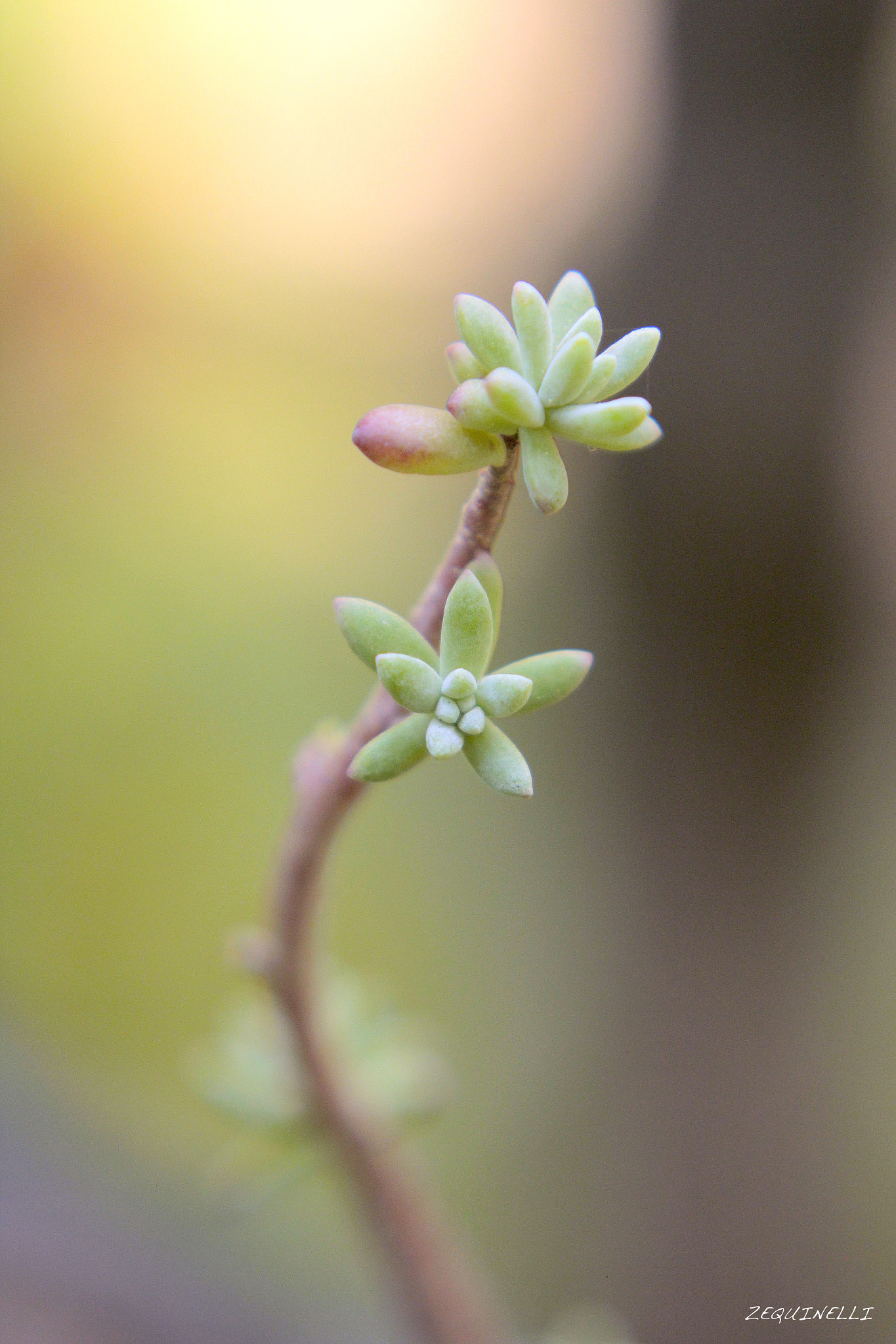 Sigma 28-80mm f/3.5-5.6 II Macro sample photo. Miniaturas photography