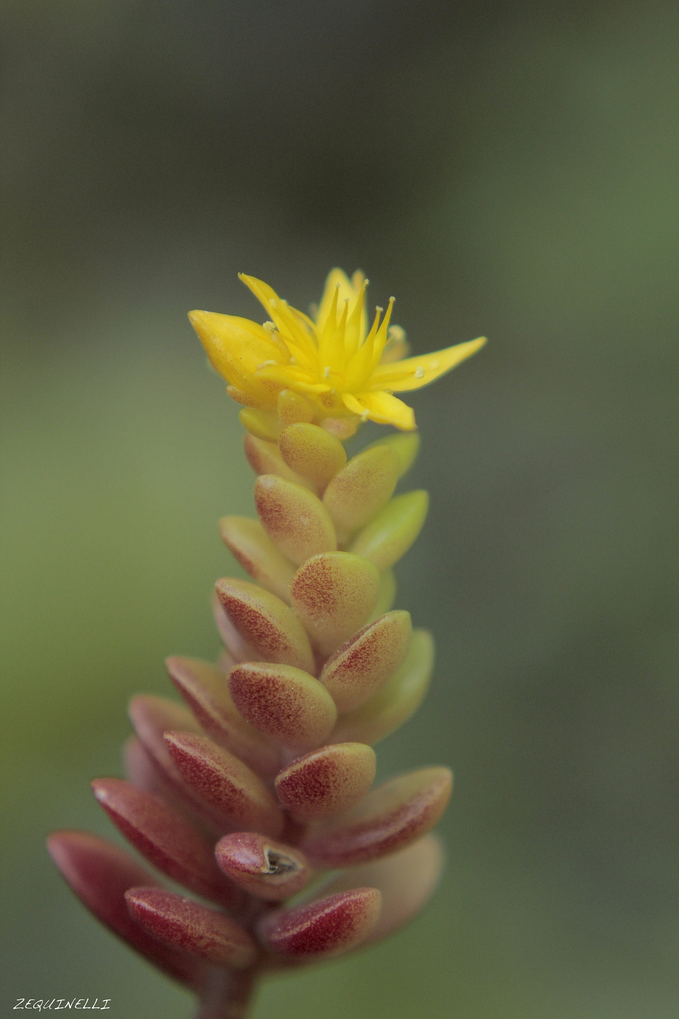Sigma 28-80mm f/3.5-5.6 II Macro sample photo. Paciencia photography
