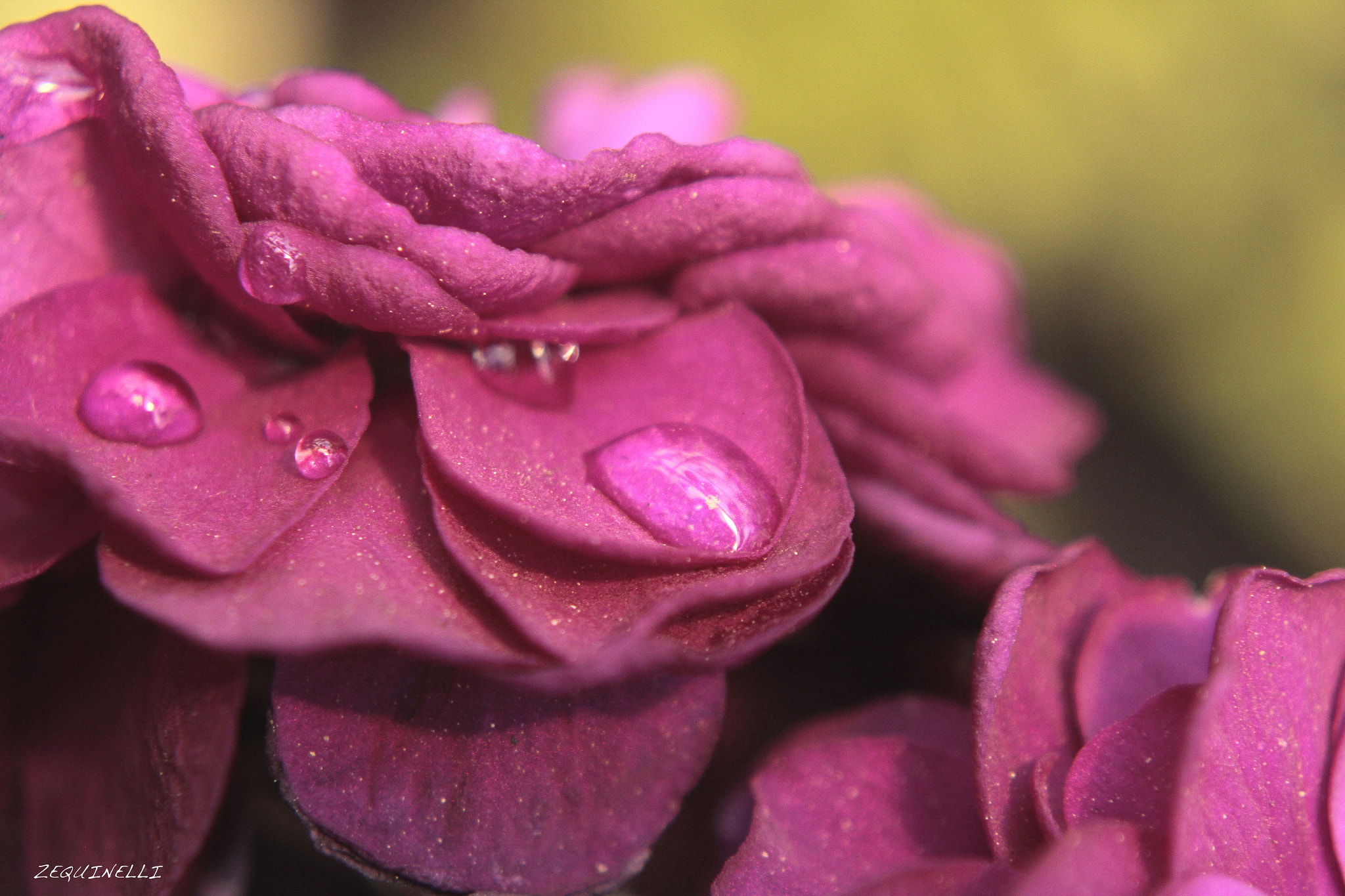 Sigma 28-80mm f/3.5-5.6 II Macro sample photo. Magenta photography