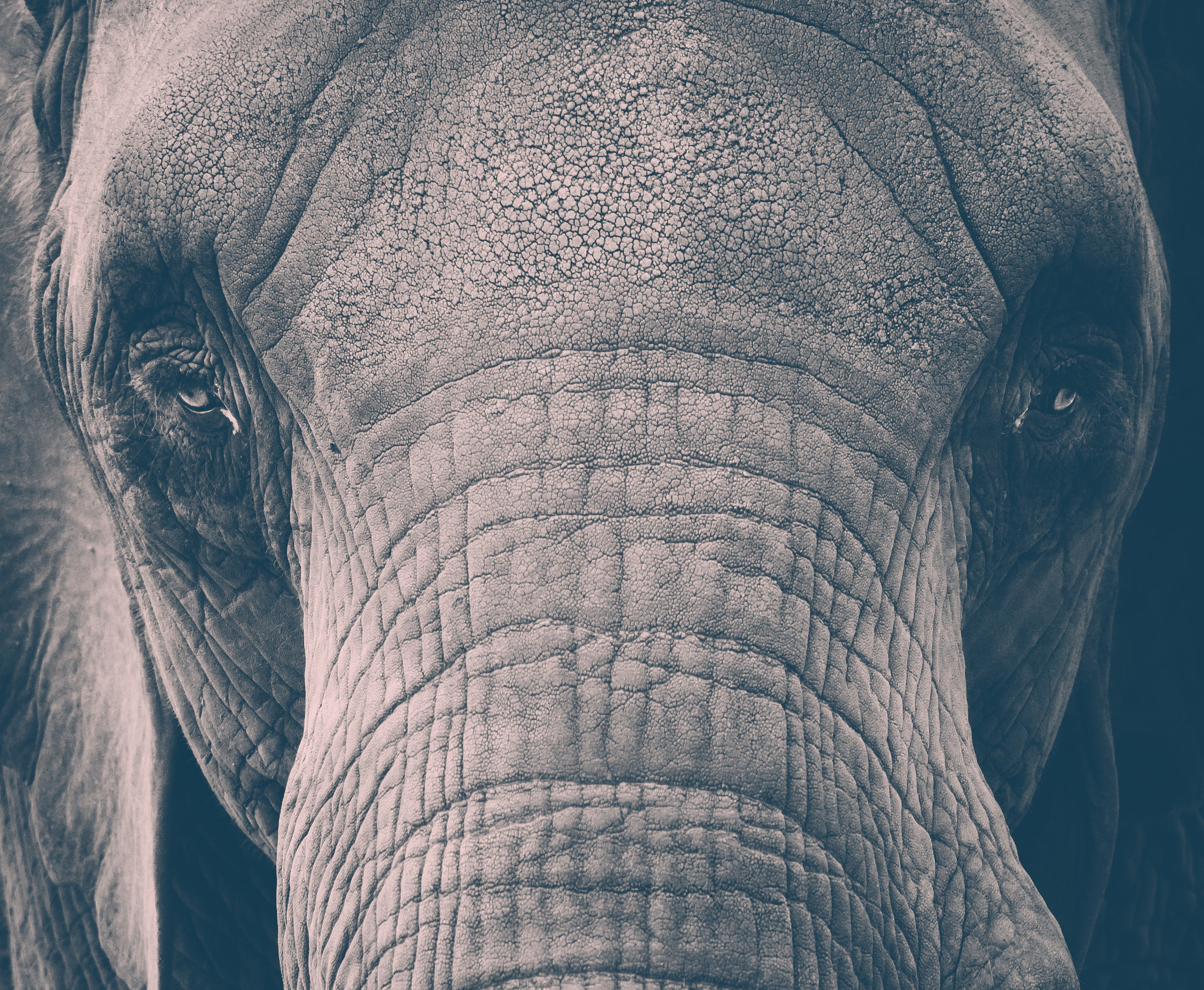 Olympus OM-D E-M10 sample photo. Elephant eyes. photography
