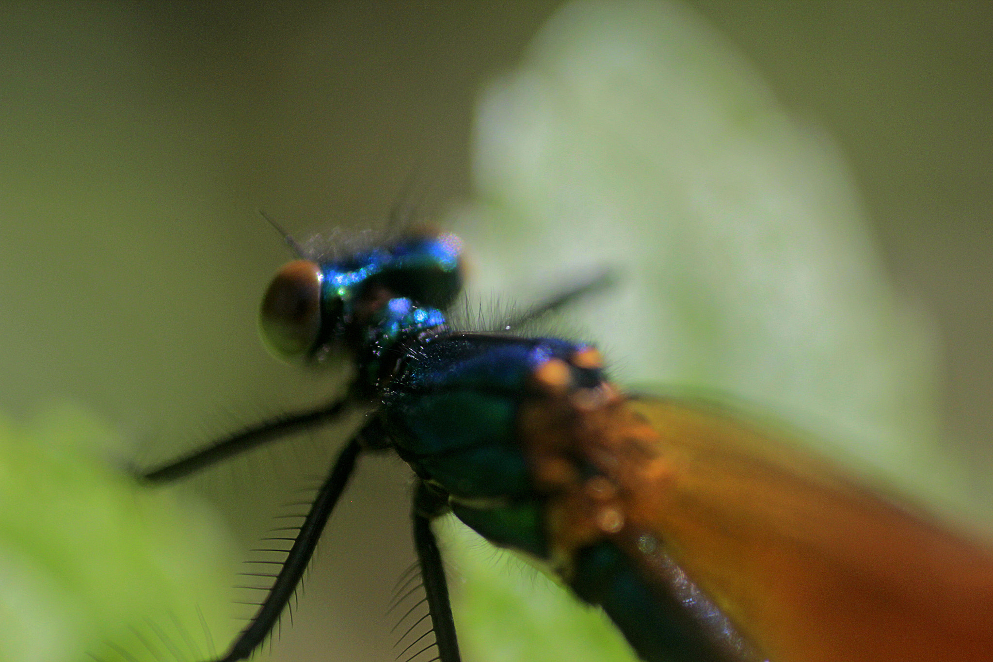 Canon EOS 550D (EOS Rebel T2i / EOS Kiss X4) + Canon EF 100mm F2.8 Macro USM sample photo. Dragonfly photography