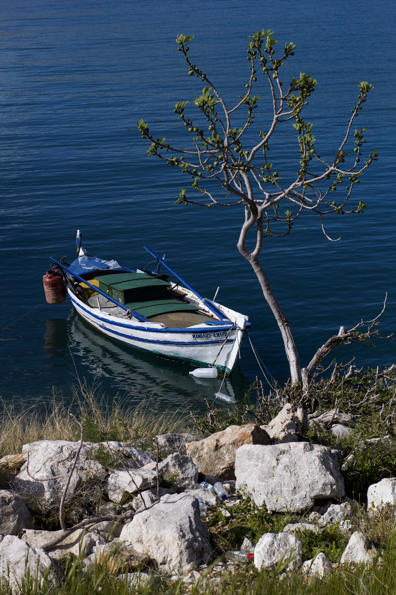 ZEISS Planar T* 50mm F1.4 sample photo. The boat and the tree photography