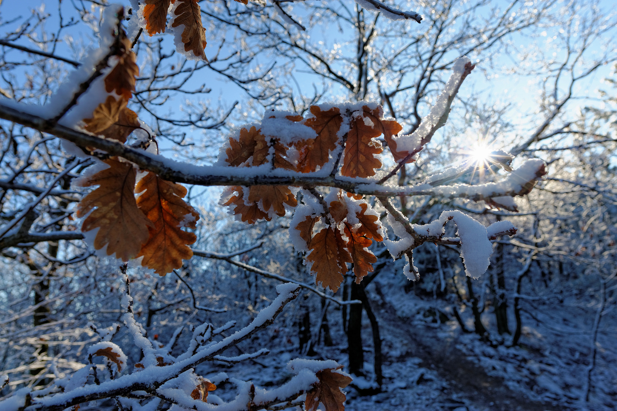 Nikon D700 + Nikon AF-S Nikkor 24mm F1.8G ED sample photo. Still some winter photography