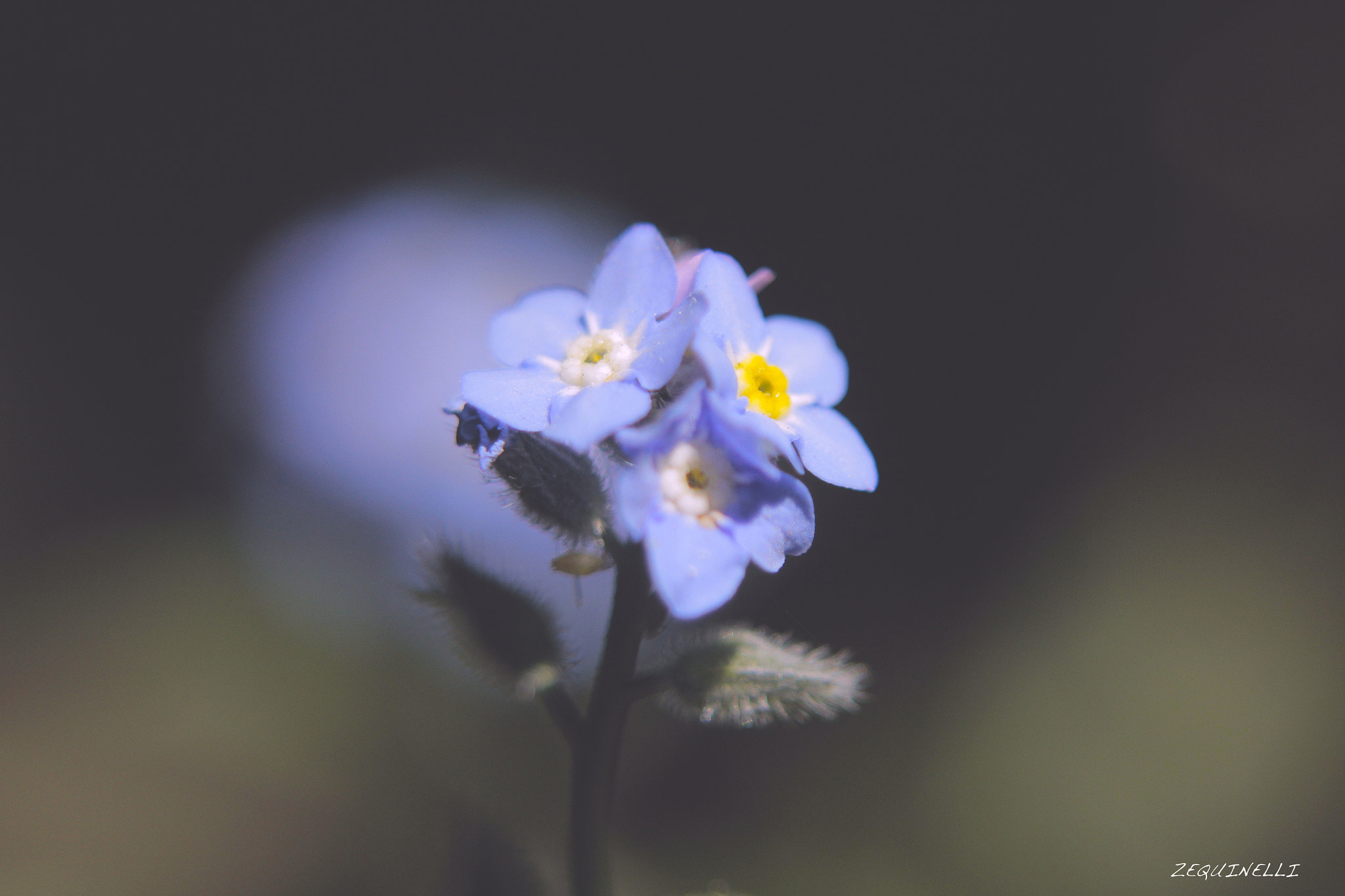 Sigma 28-80mm f/3.5-5.6 II Macro sample photo. Pensamientos photography
