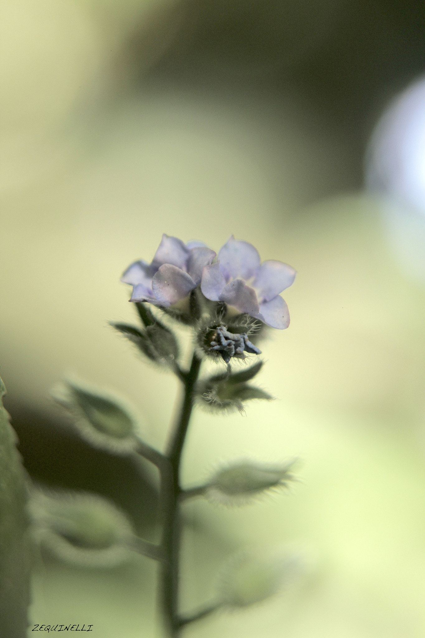 Sigma 28-80mm f/3.5-5.6 II Macro sample photo. Unique photography
