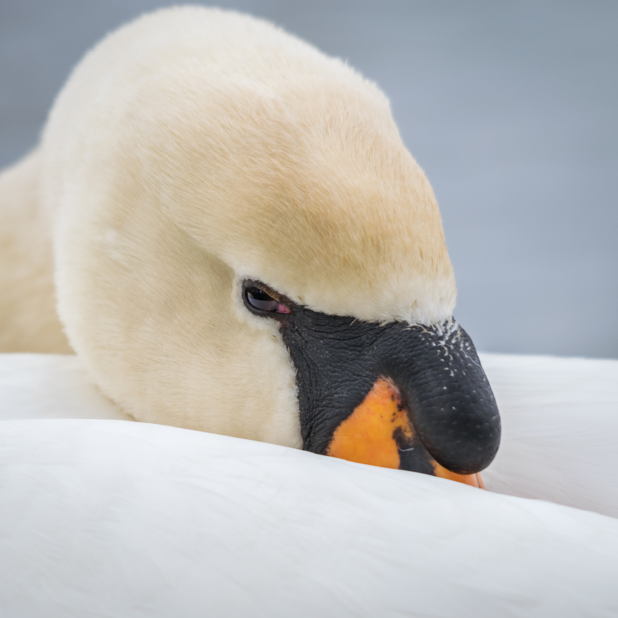 Sigma 150-500mm F5-6.3 DG OS HSM sample photo. Sleep with one eye open... photography