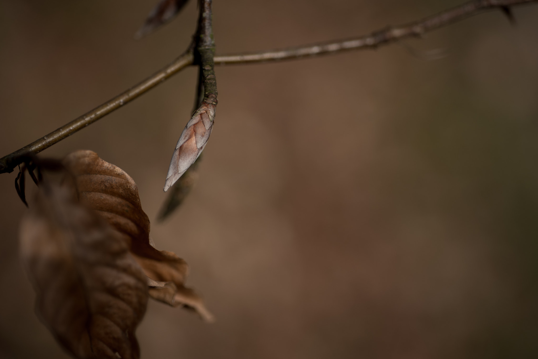 AF Micro-Nikkor 60mm f/2.8 sample photo. Leaf photography