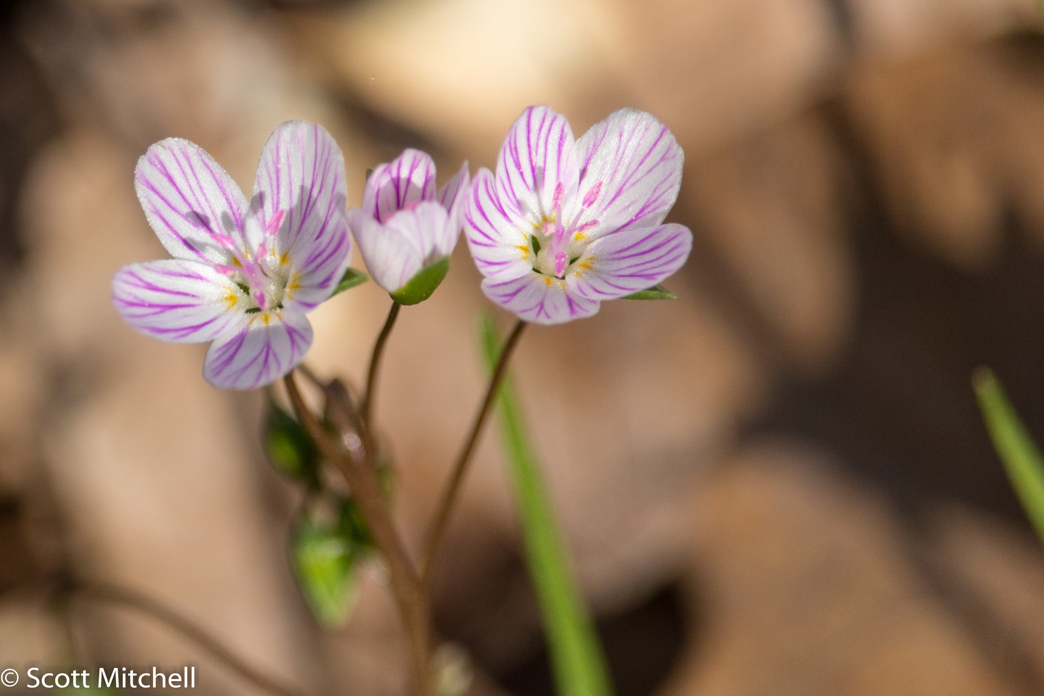 Canon EOS 760D (EOS Rebel T6s / EOS 8000D) sample photo. Spring beauties photography