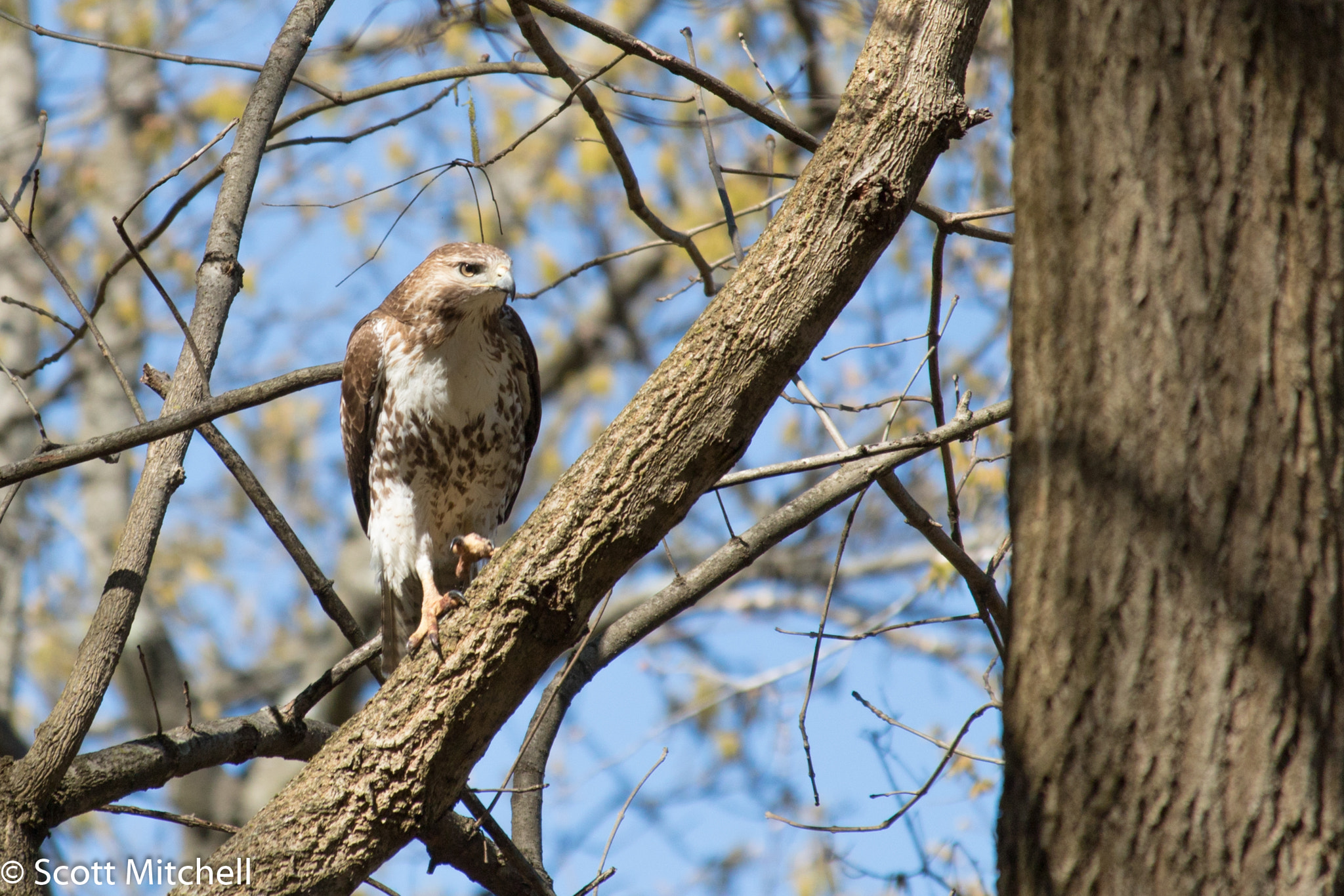 Canon EOS 760D (EOS Rebel T6s / EOS 8000D) + Canon EF-S 55-250mm F4-5.6 IS STM sample photo. Red tailed hawk photography