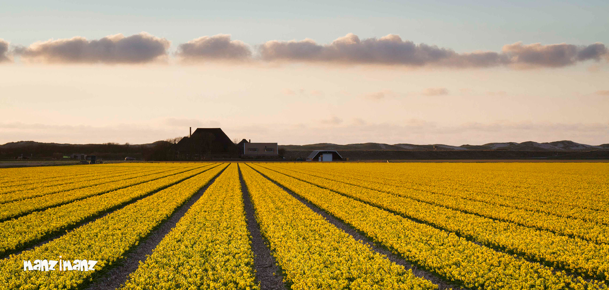Sigma 24-105mm f/4 DG OS HSM | A sample photo. Yellow flower field photography