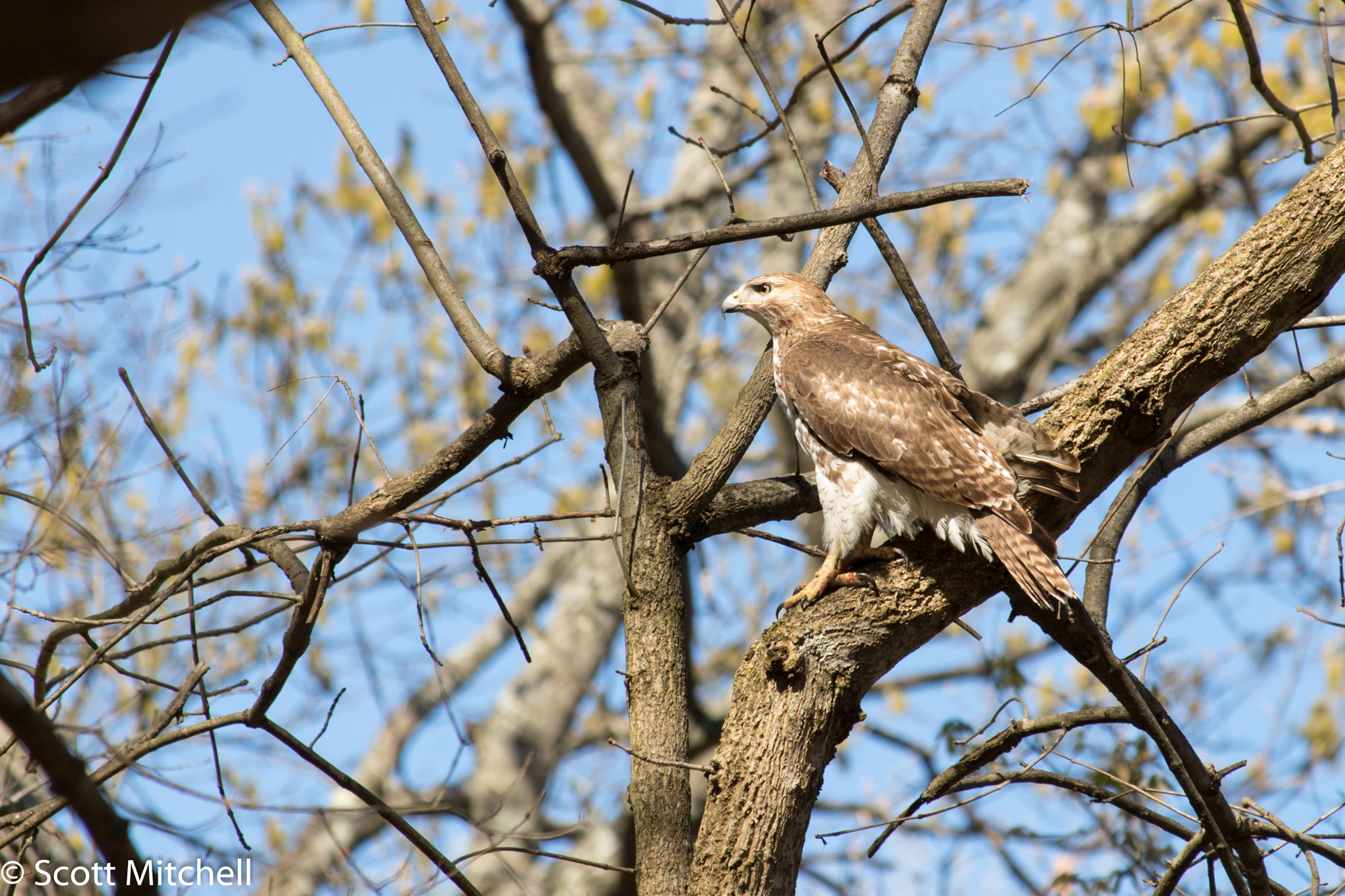 Canon EOS 760D (EOS Rebel T6s / EOS 8000D) sample photo. Red tailed hawk ii photography
