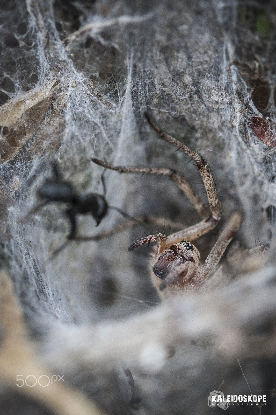 Canon EOS-1D Mark III sample photo. Jay_7864.jpg photography