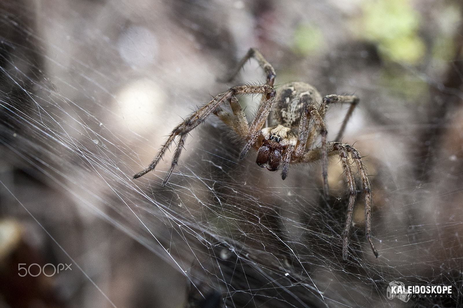 Canon EOS-1D Mark III sample photo. Jay_7915.jpg photography