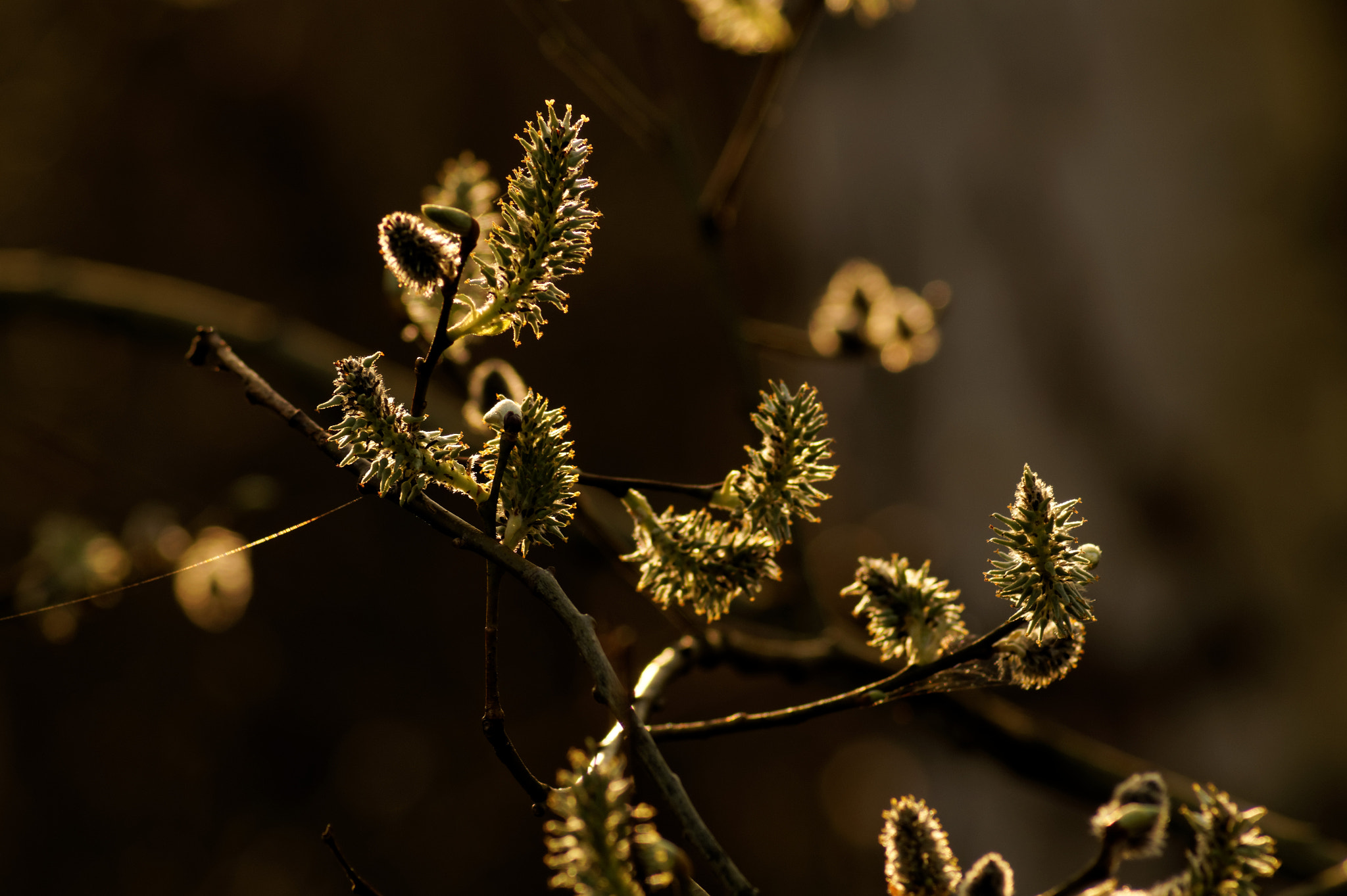 Tamron AF 70-300mm F4-5.6 Di LD Macro sample photo. Spring impressions 4 photography