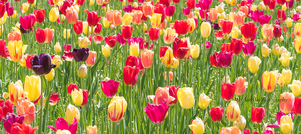Panasonic Leica DG Macro-Elmarit 45mm F2.8 ASPH OIS sample photo. Tulips 22 photography