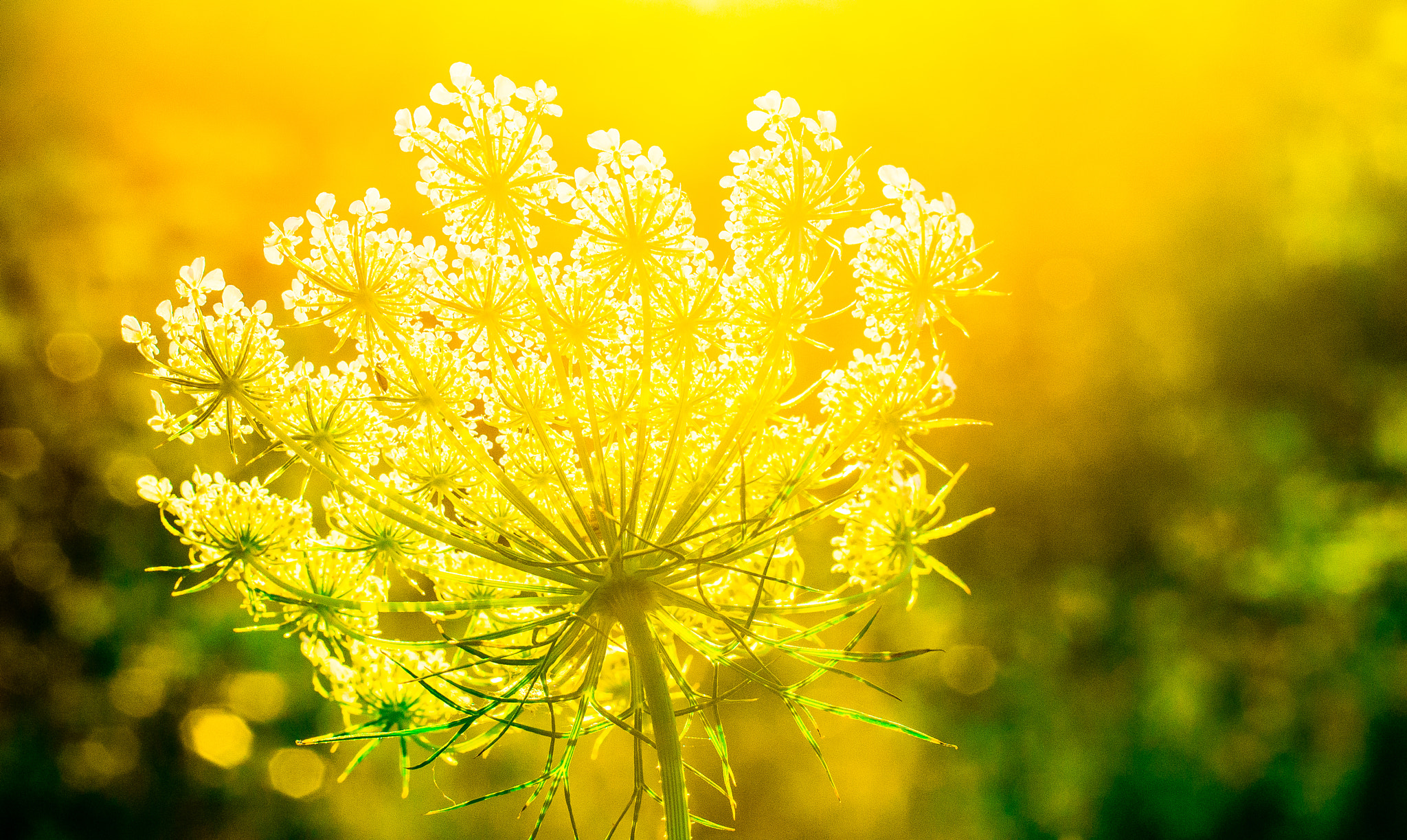 Nikon D600 sample photo. Lace in the sun. photography