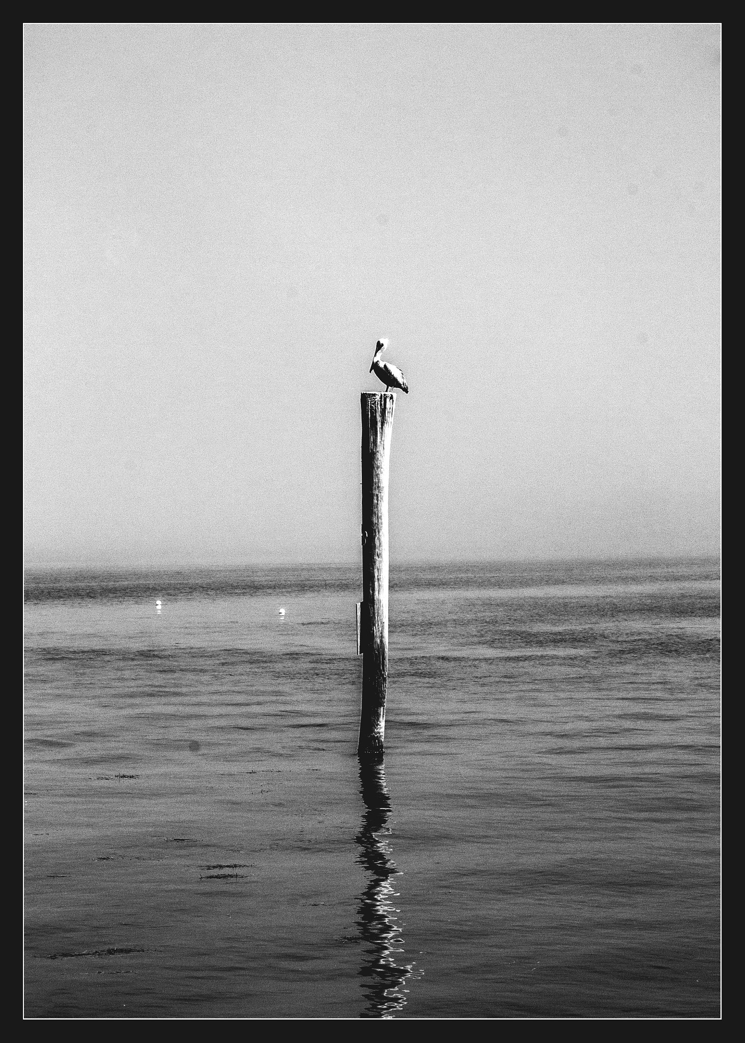 Canon EF 24-85mm F3.5-4.5 USM sample photo. Cormorant photography