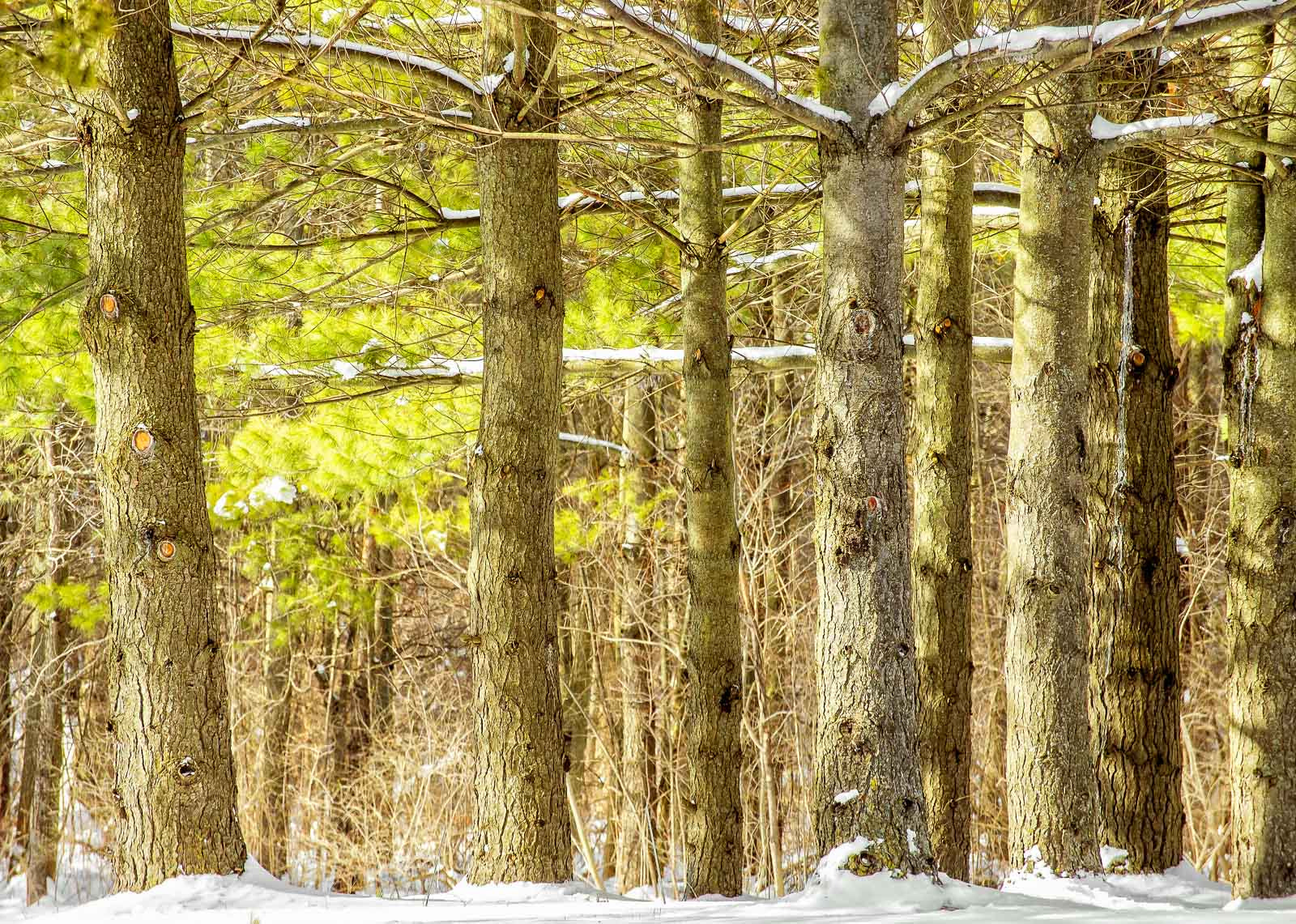 Sony Alpha DSLR-A500 sample photo. Conifers in the snow photography