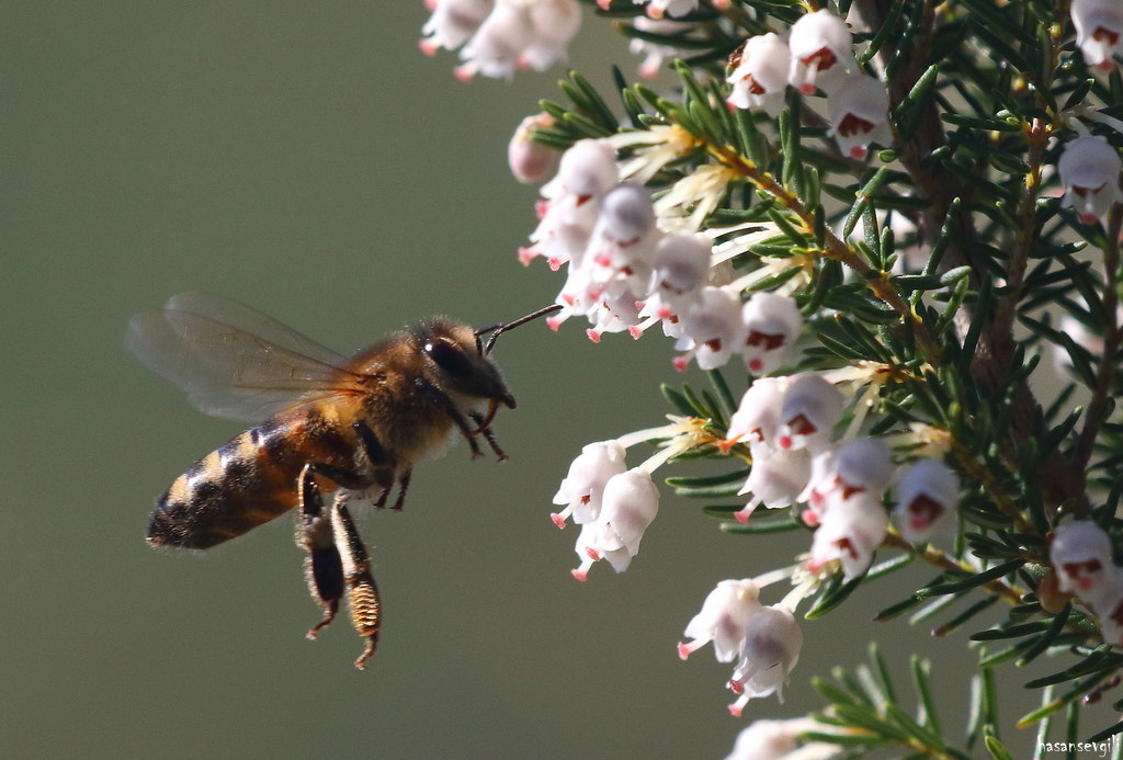 Sigma APO Macro 150mm f/2.8 EX DG HSM sample photo. Bee photography