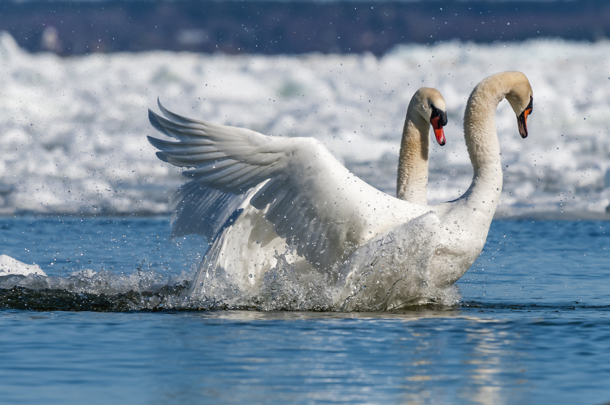 Sigma 50-500mm F4.5-6.3 DG OS HSM sample photo. Mute swan (cygnus olor). photography