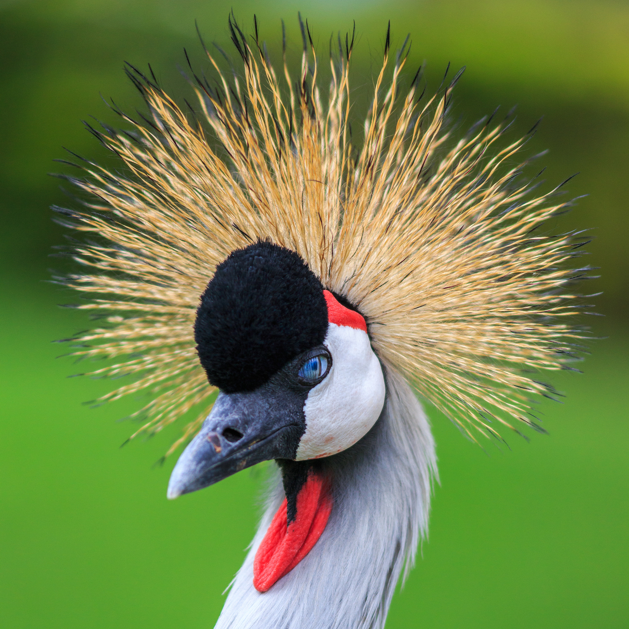 Canon EF 135mm F2L USM sample photo. Wicked eye photography