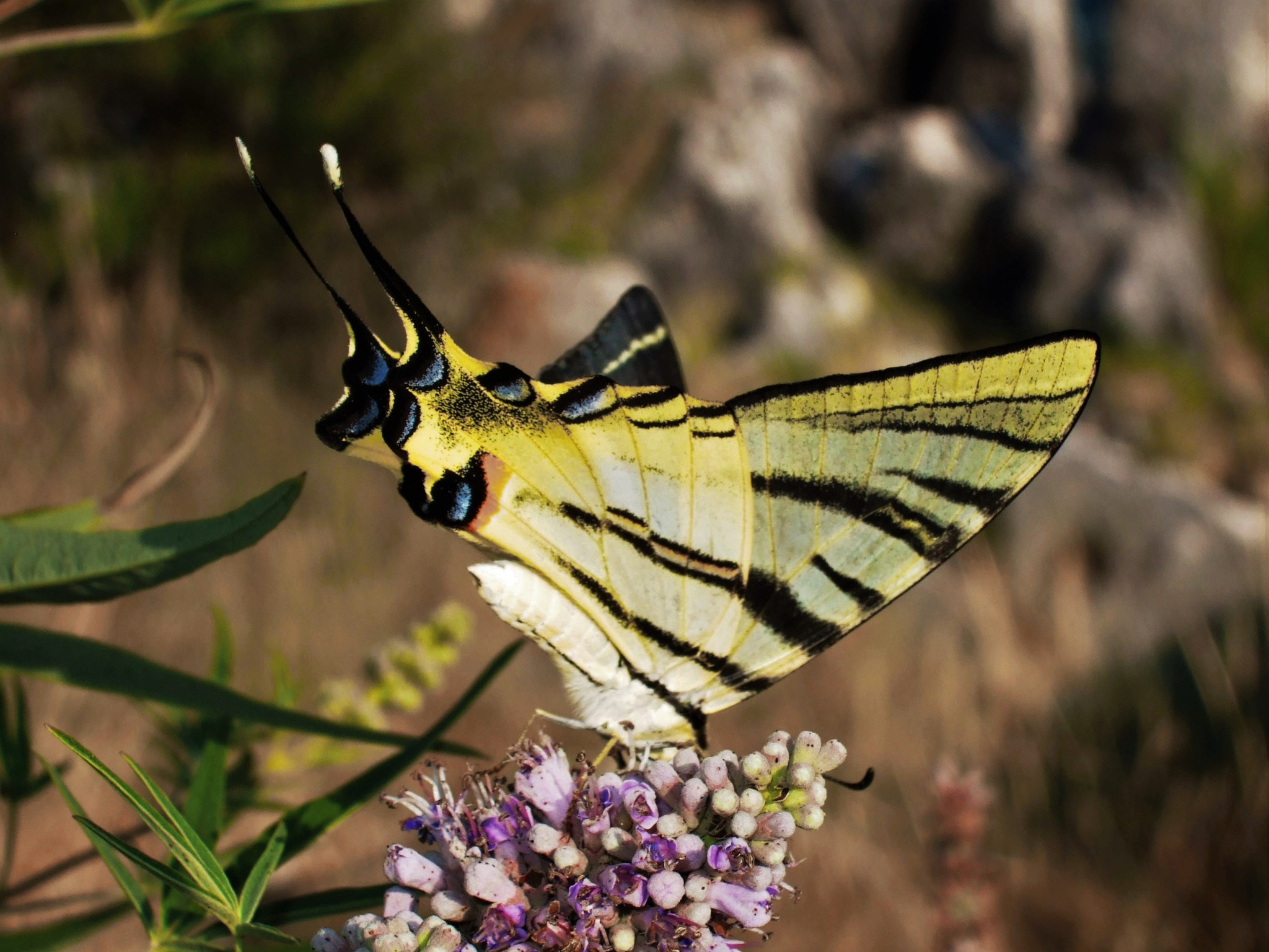 Fujifilm FinePix F31fd sample photo. Butterfly photography