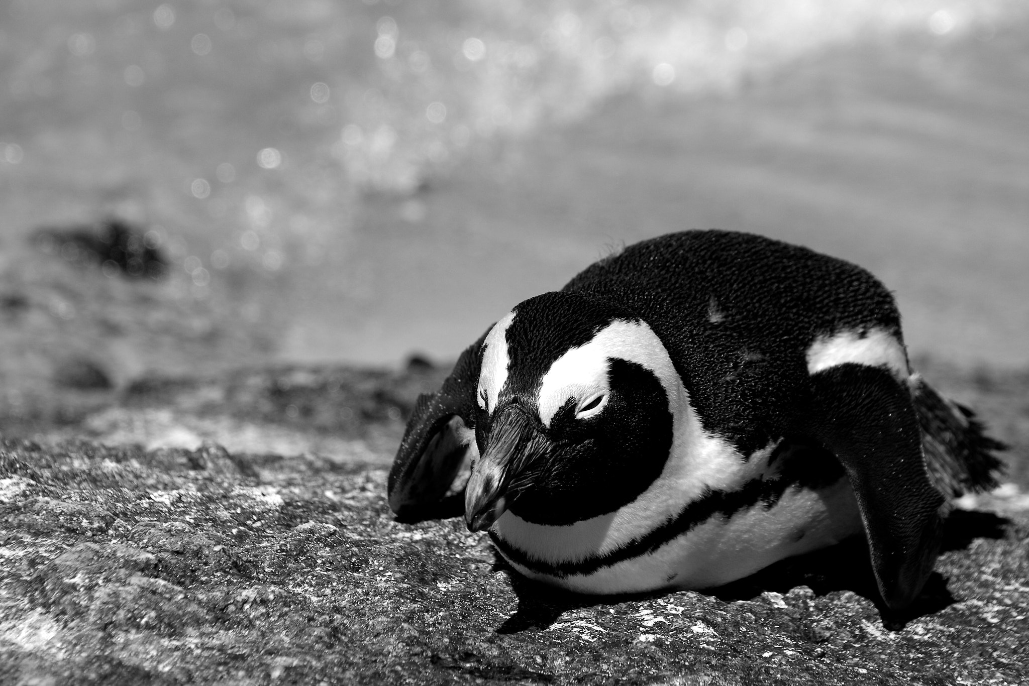 Sigma 18-250mm F3.5-6.3 DC Macro OS HSM sample photo. Lazy... photography