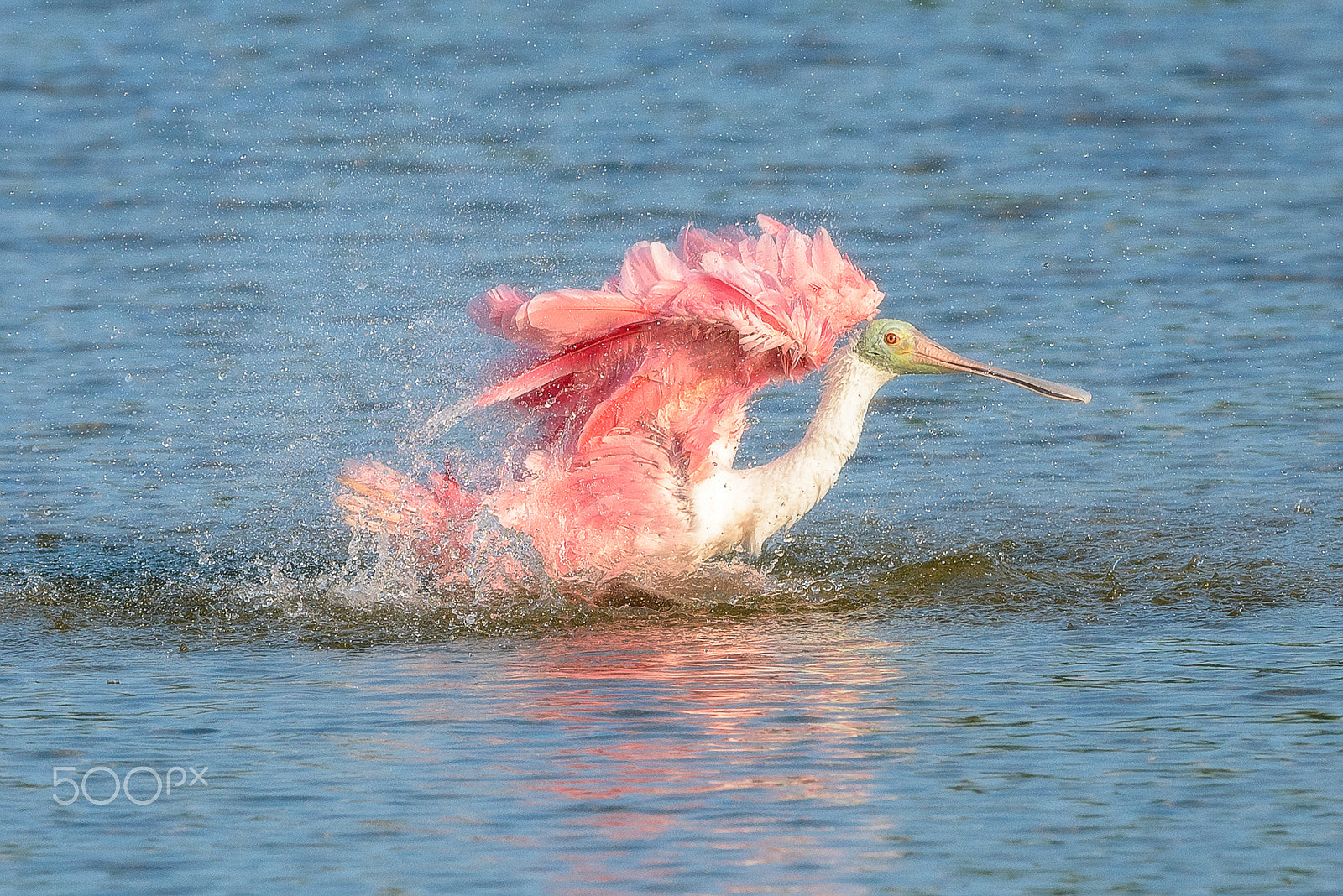 Nikon D610 + Nikon AF-S Nikkor 600mm F4G ED VR sample photo. Making pretty photography