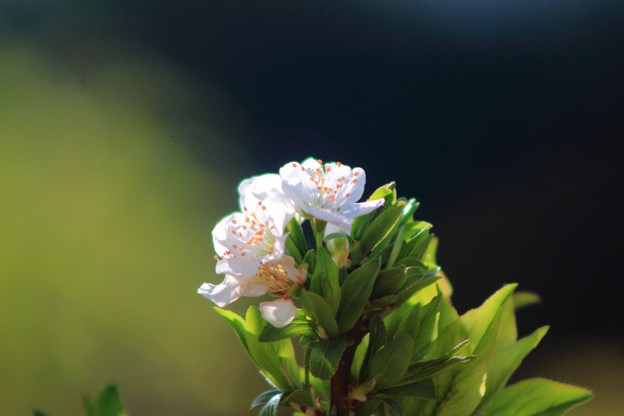 Canon EF 90-300mm F4.5-5.6 sample photo. Jolie fleur photography