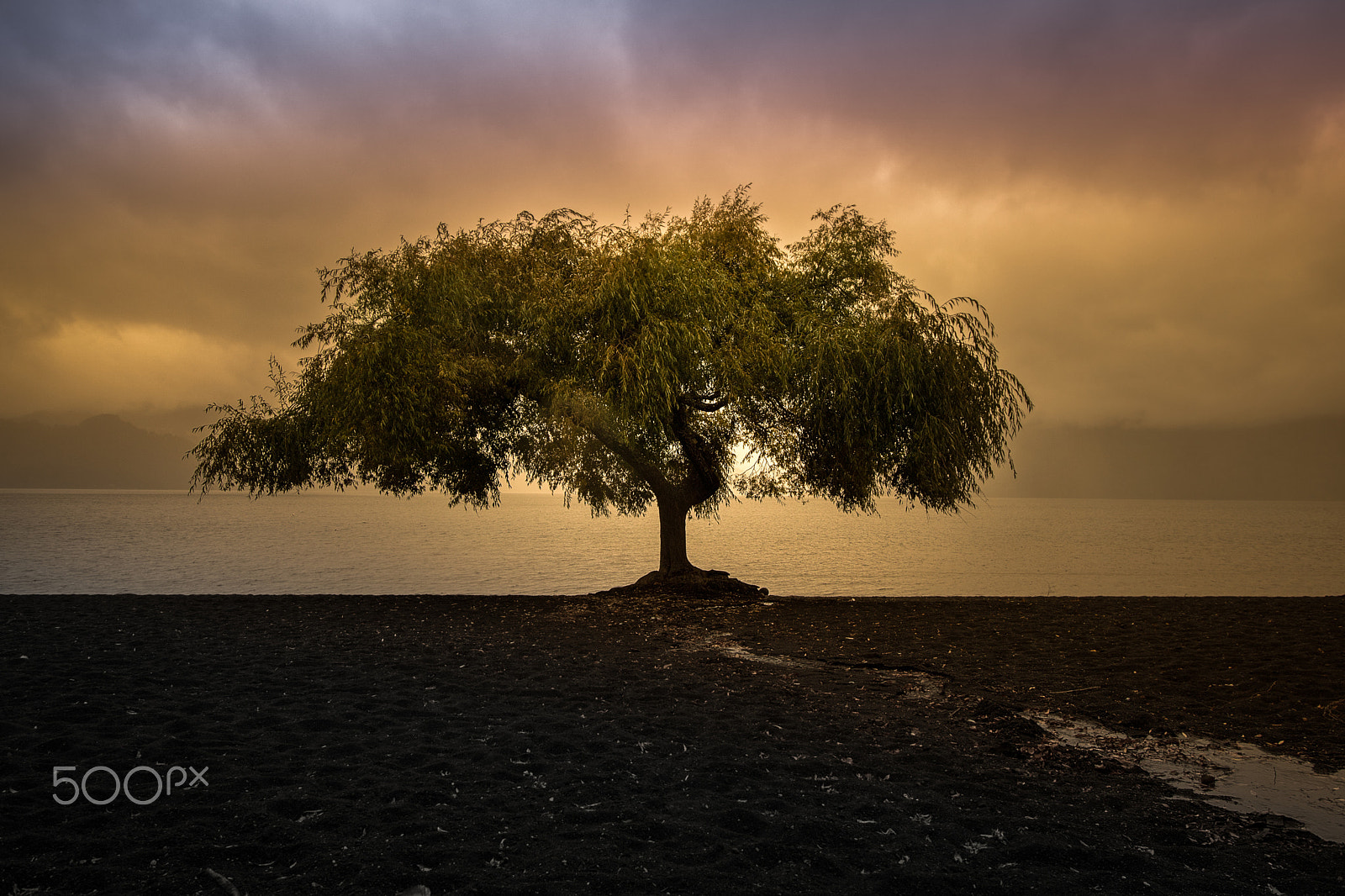 Canon EOS 760D (EOS Rebel T6s / EOS 8000D) sample photo. Lonely tree photography