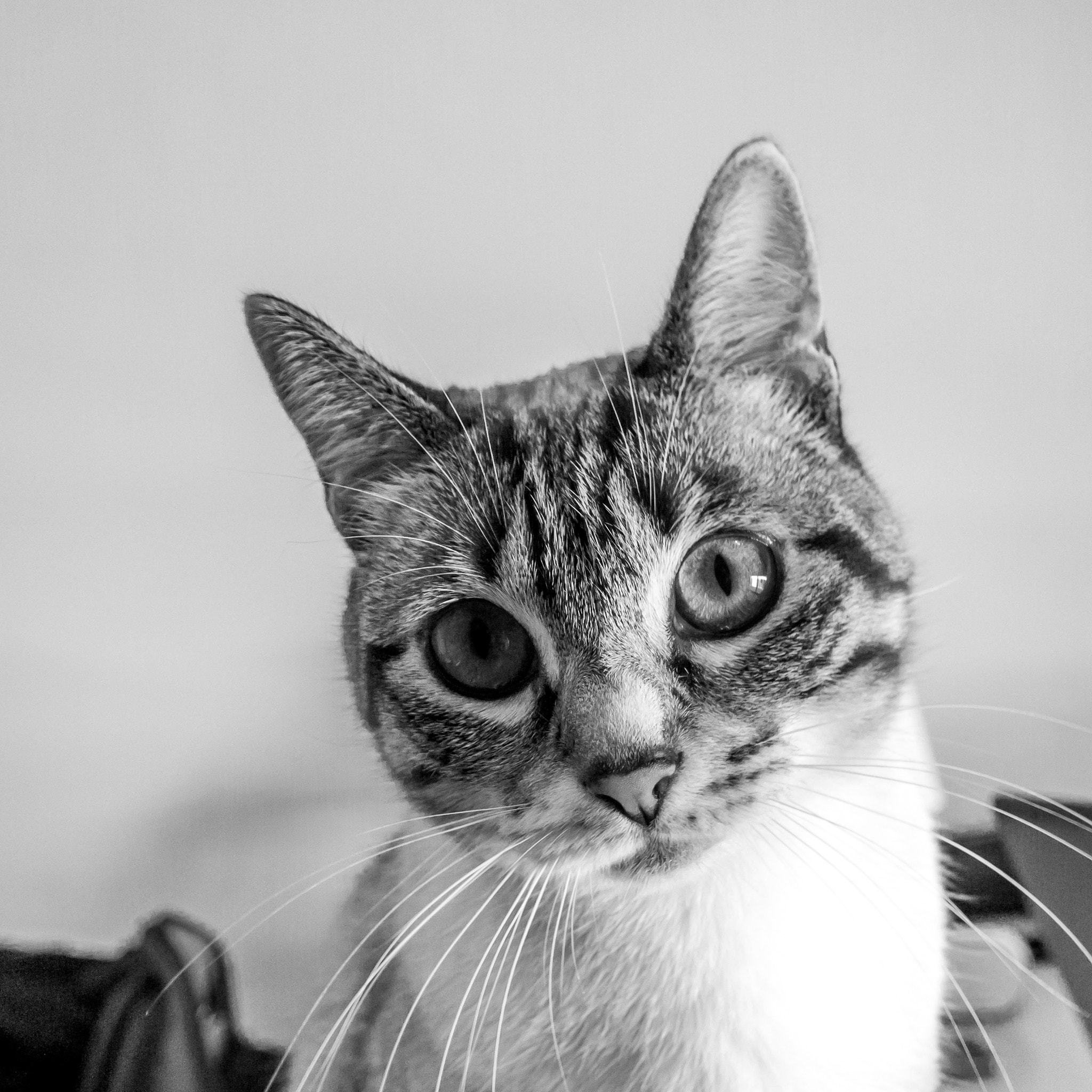Canon EF-S 17-85mm F4-5.6 IS USM sample photo. Mia once again photography
